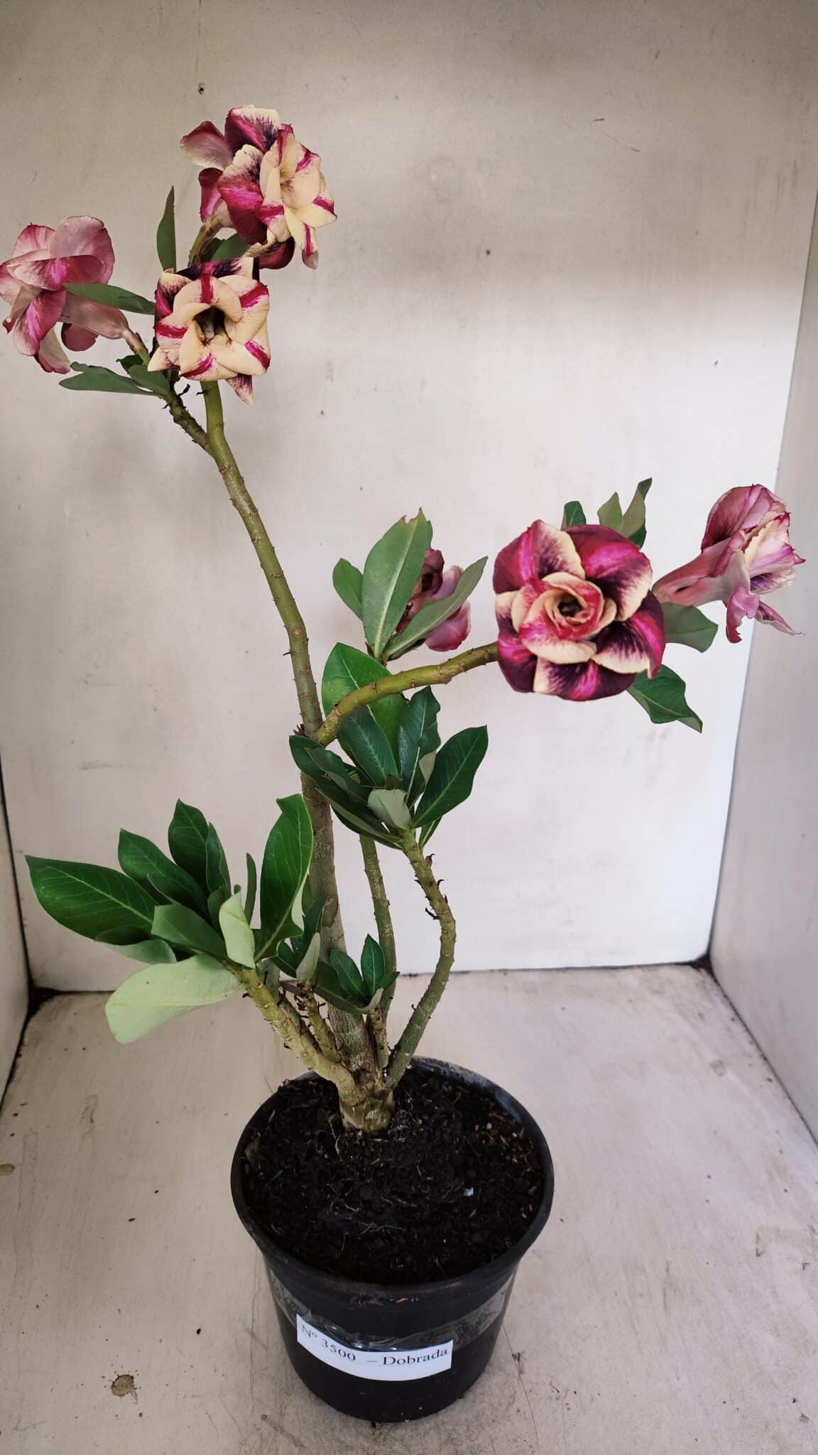 Planta Dobrada 3500 – 35cm – 03 anos - foto 2