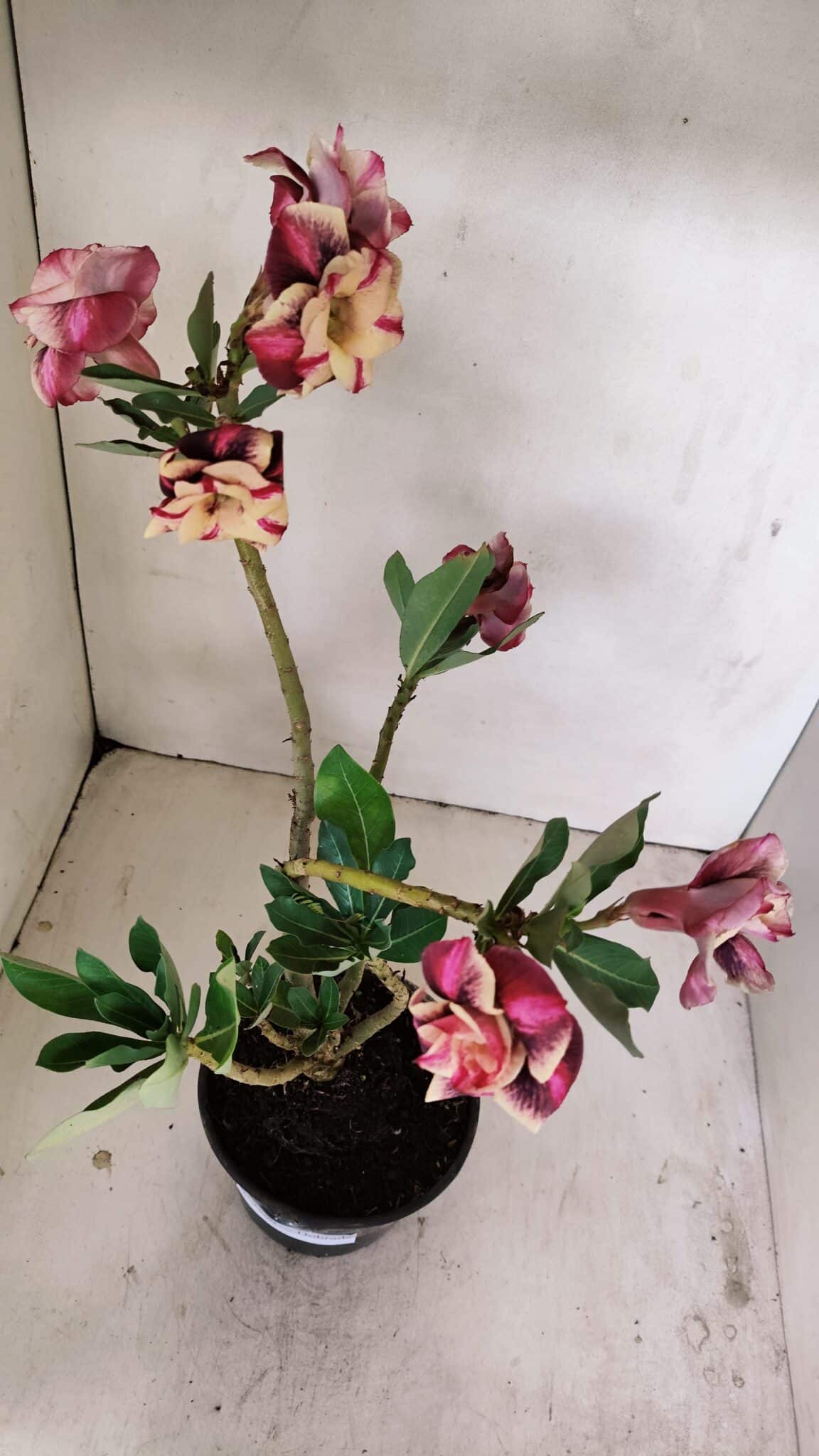 Planta Dobrada 3500 – 35cm – 03 anos - foto 5