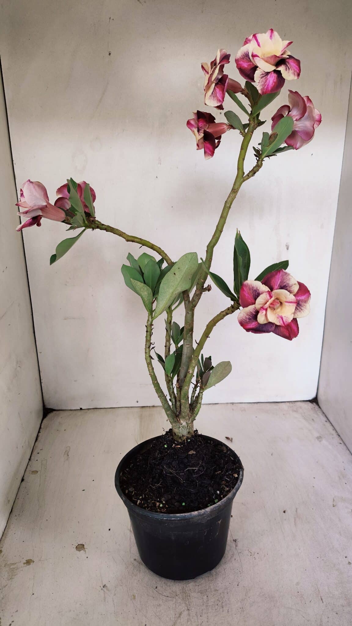 Planta Dobrada 3500 – 35cm – 03 anos - foto 4