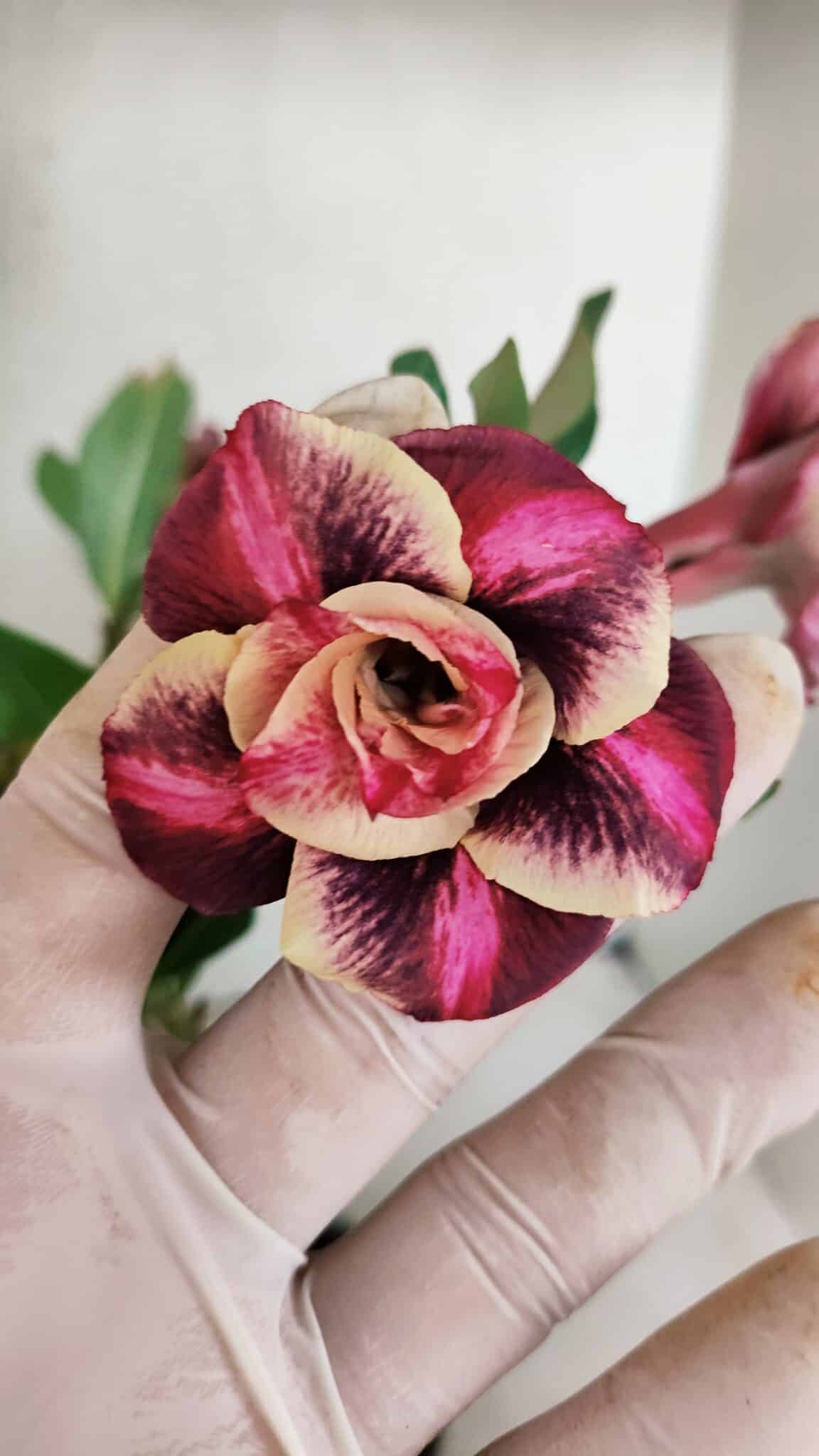 Planta Dobrada 3500 – 35cm – 03 anos - foto 3