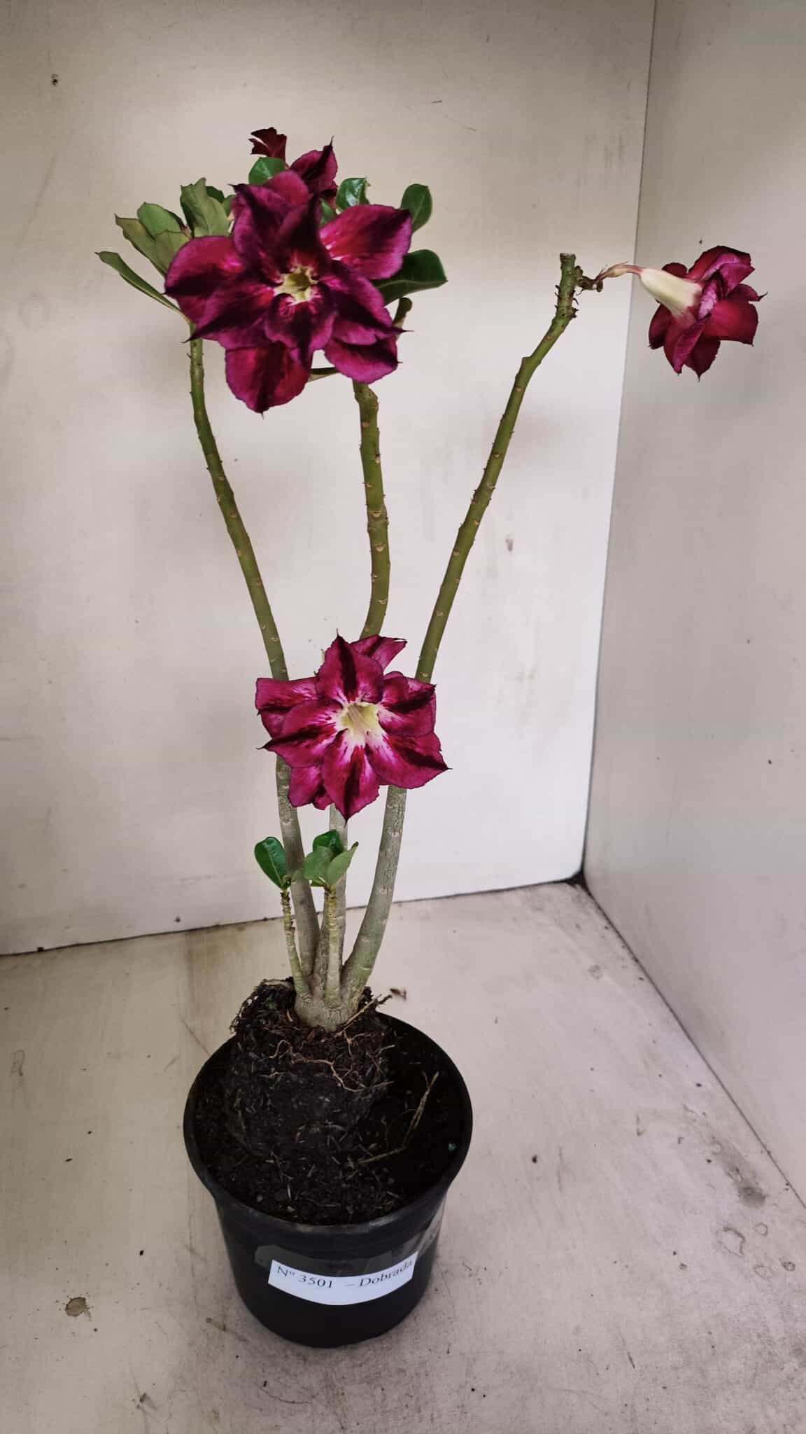Planta Dobrada 3501 – 35cm – 03 anos - foto 2