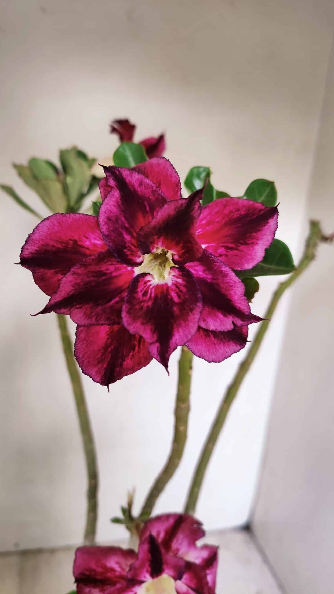 Planta Dobrada 3501 – 35cm – 03 anos - foto 3