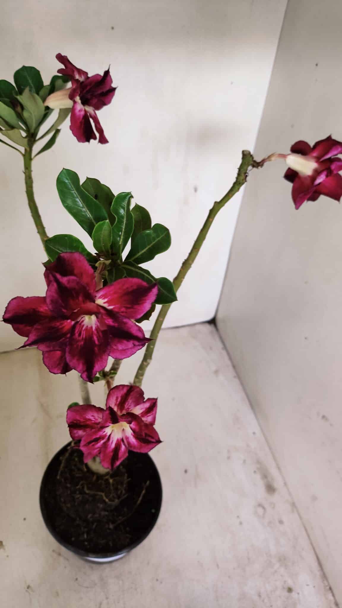 Planta Dobrada 3501 – 35cm – 03 anos - foto 4