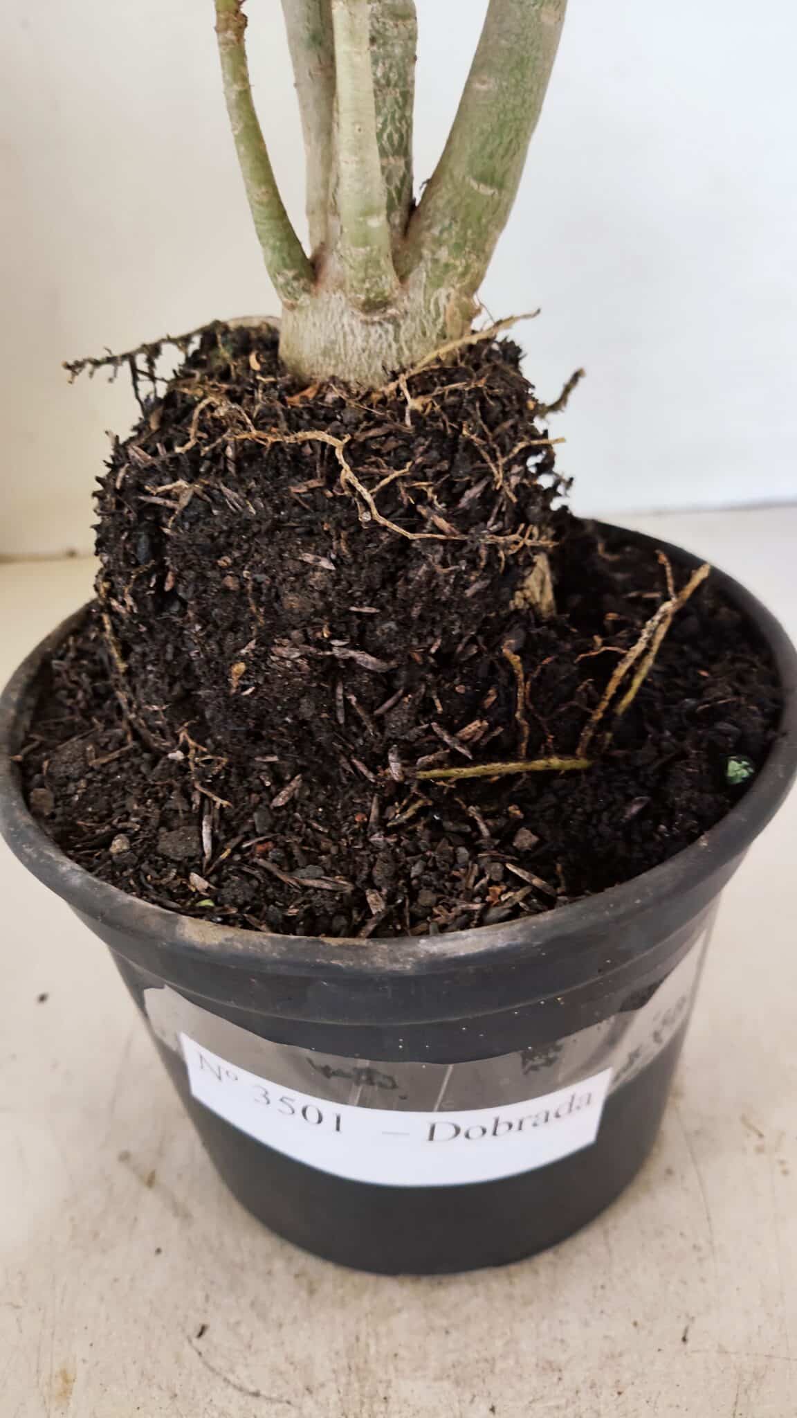 Planta Dobrada 3501 – 35cm – 03 anos - foto 7