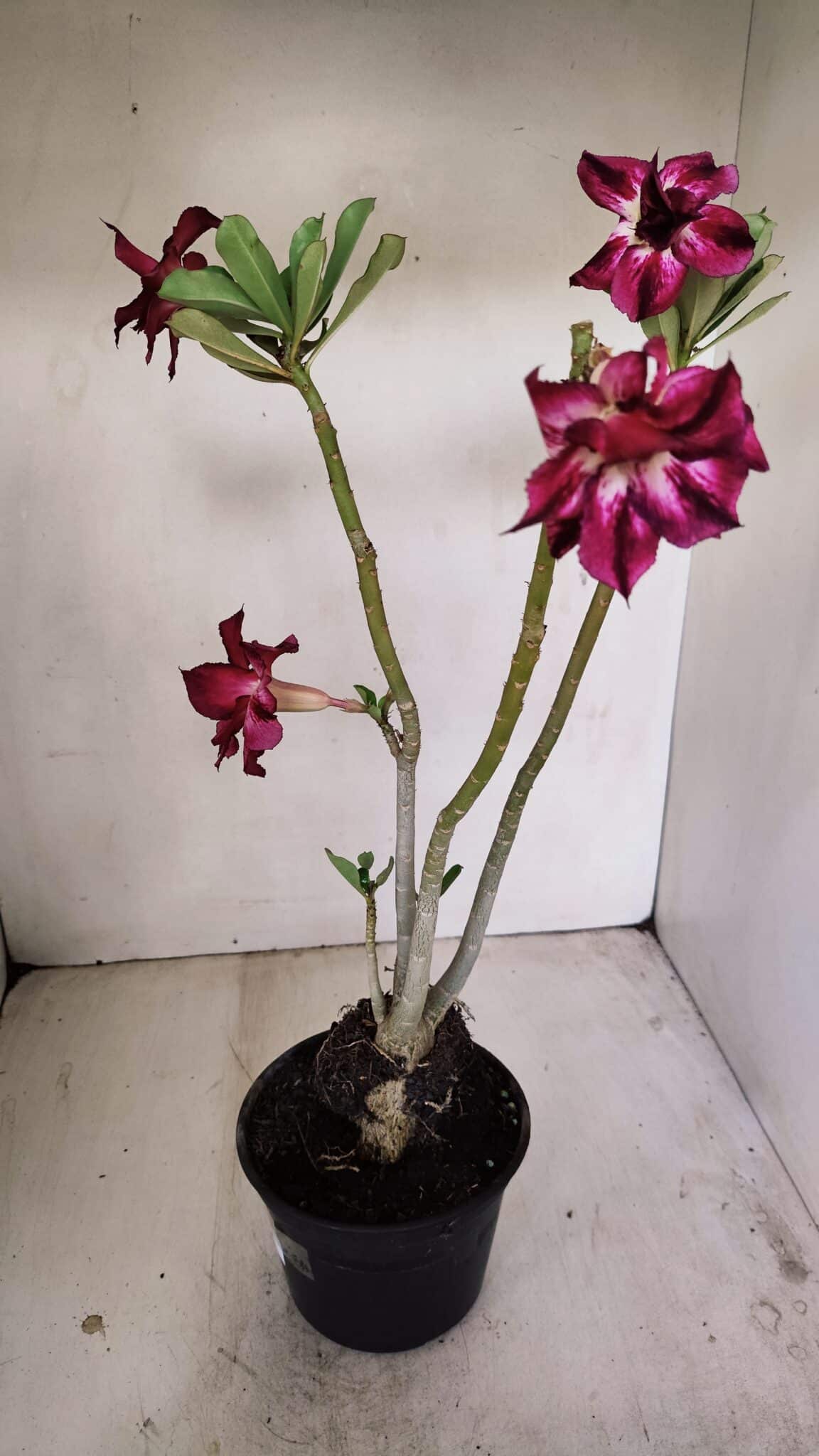 Planta Dobrada 3501 – 35cm – 03 anos - foto 6