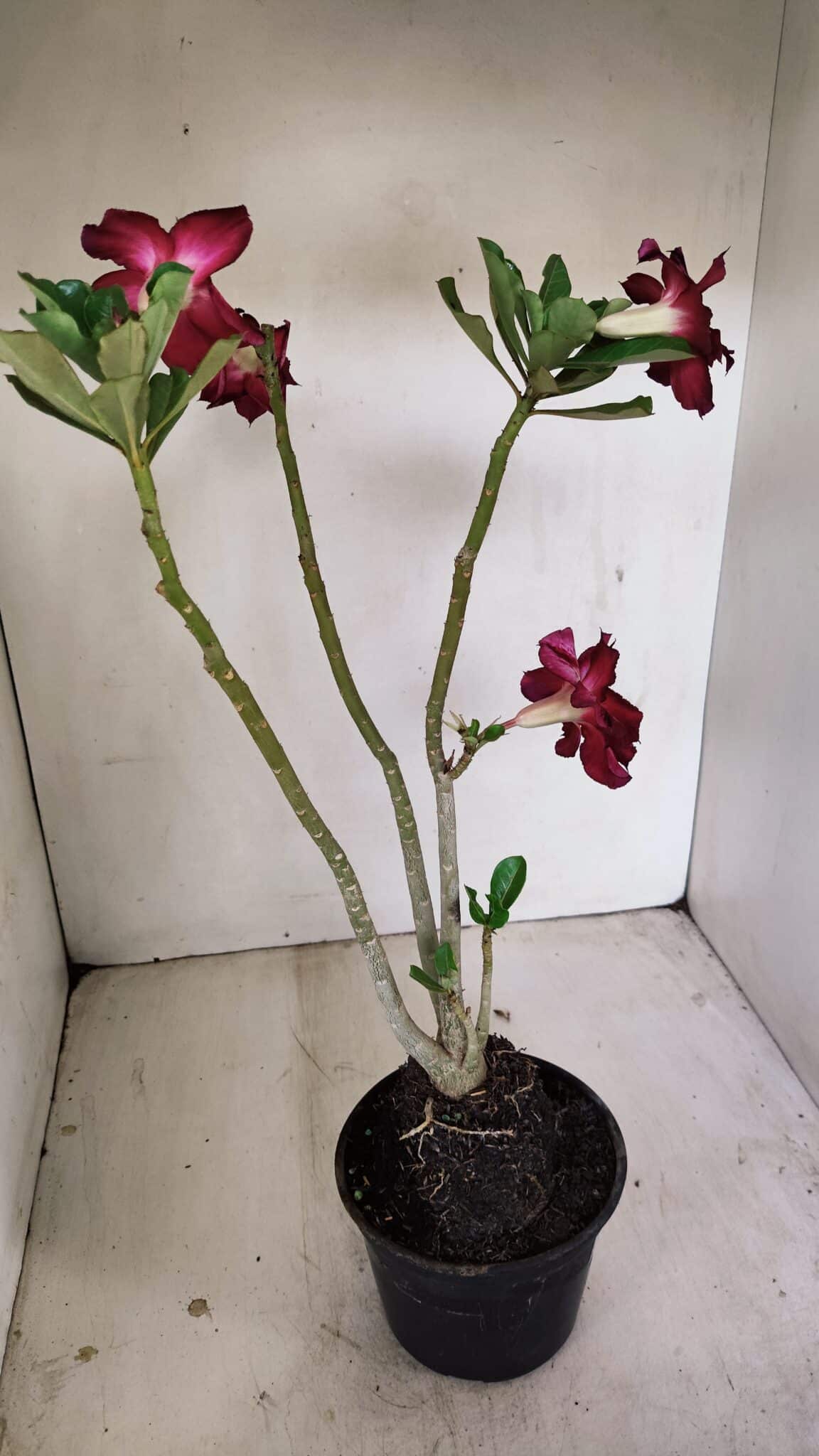 Planta Dobrada 3501 – 35cm – 03 anos - foto 5