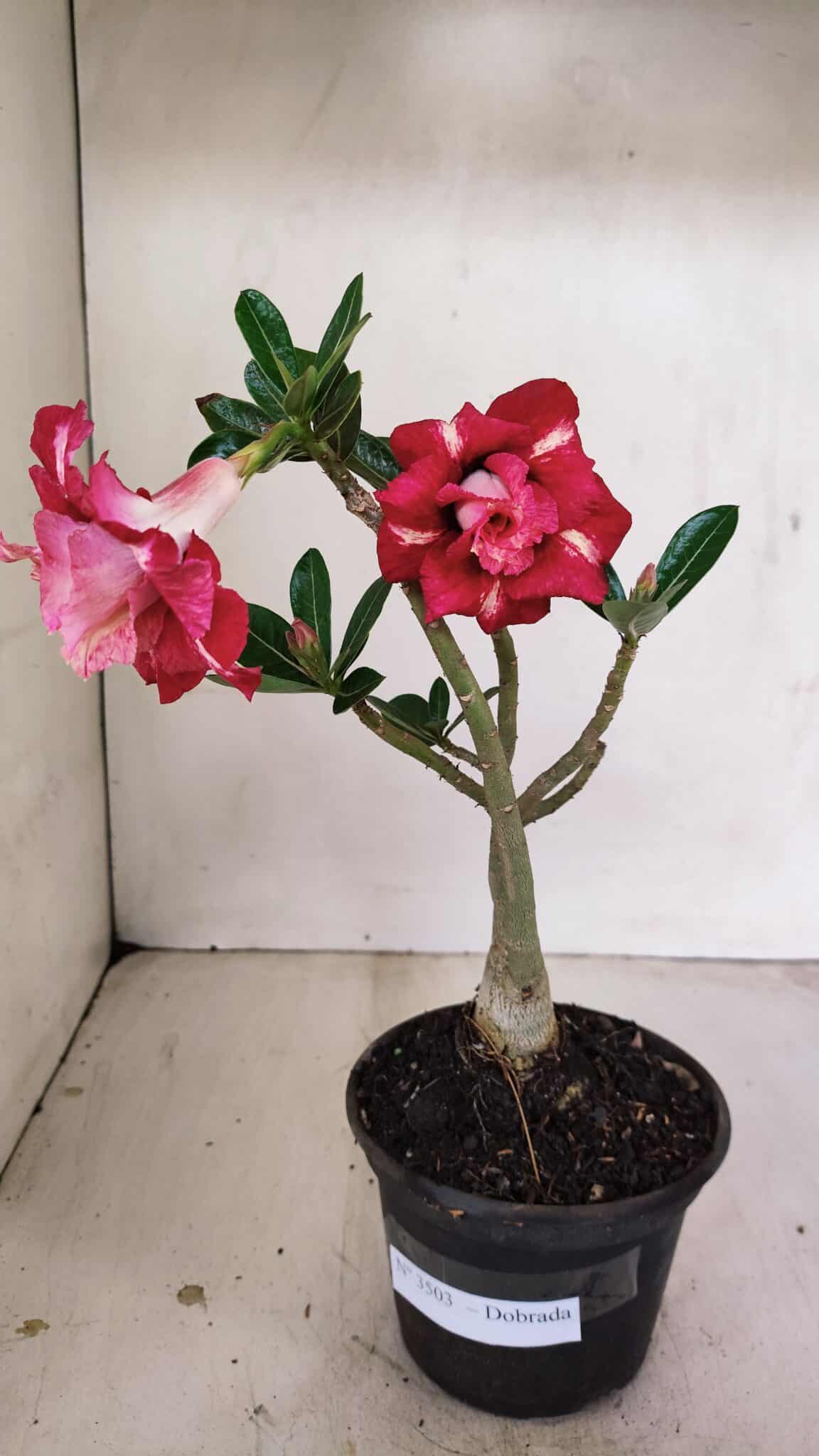 Planta Dobrada 3503 – 28cm – 02 anos - foto 2