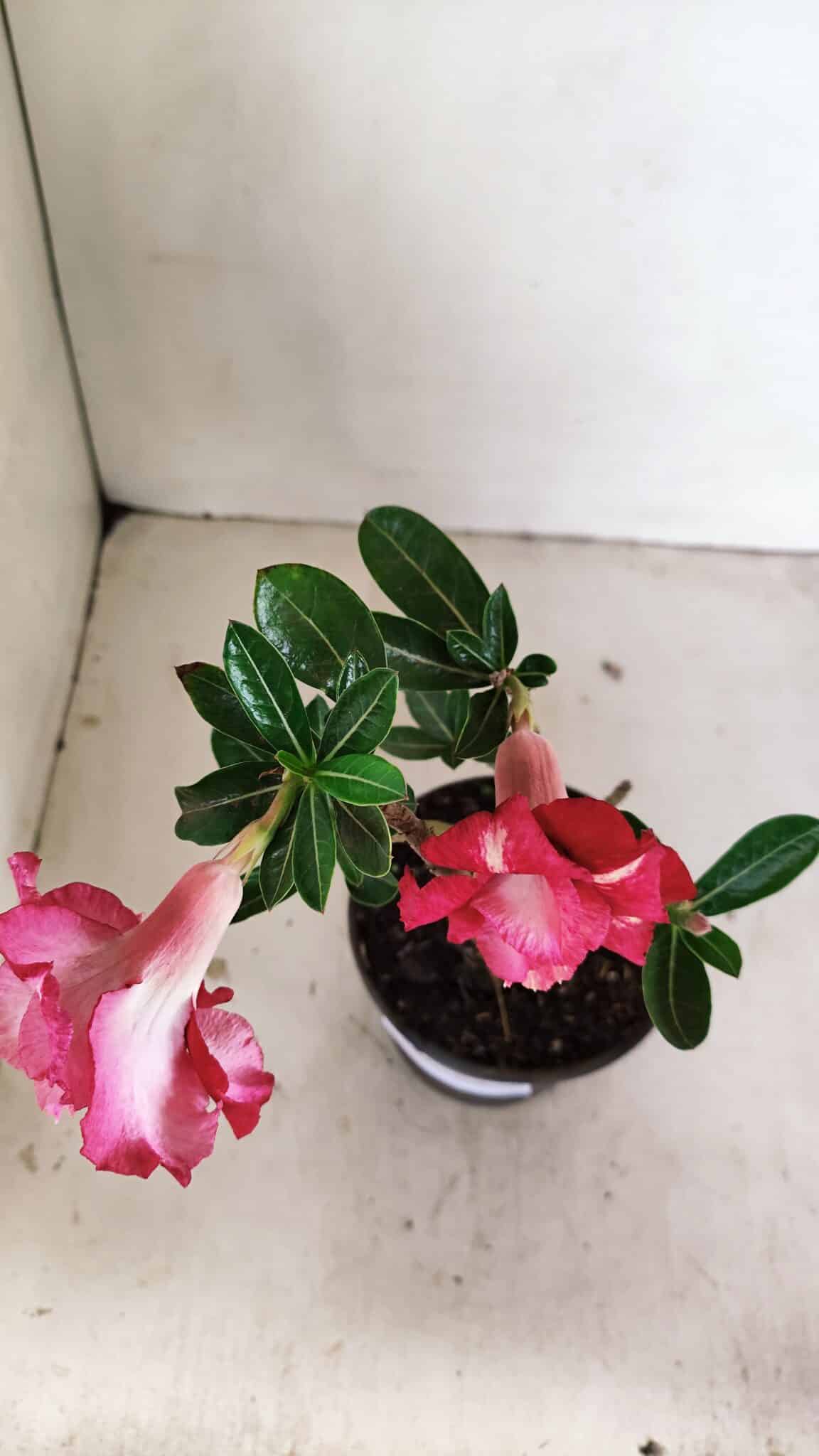 Planta Dobrada 3503 – 28cm – 02 anos - foto 5