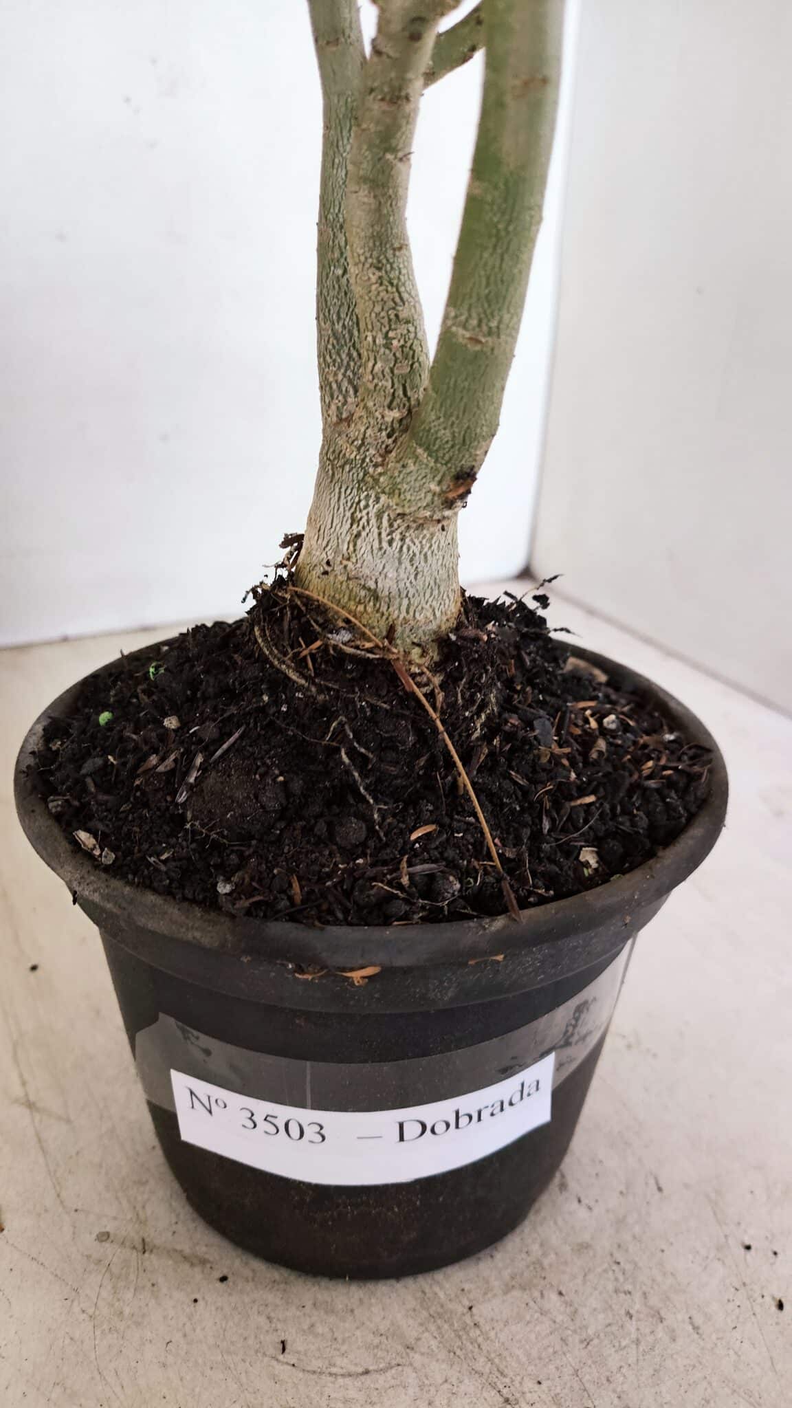 Planta Dobrada 3503 – 28cm – 02 anos - foto 4
