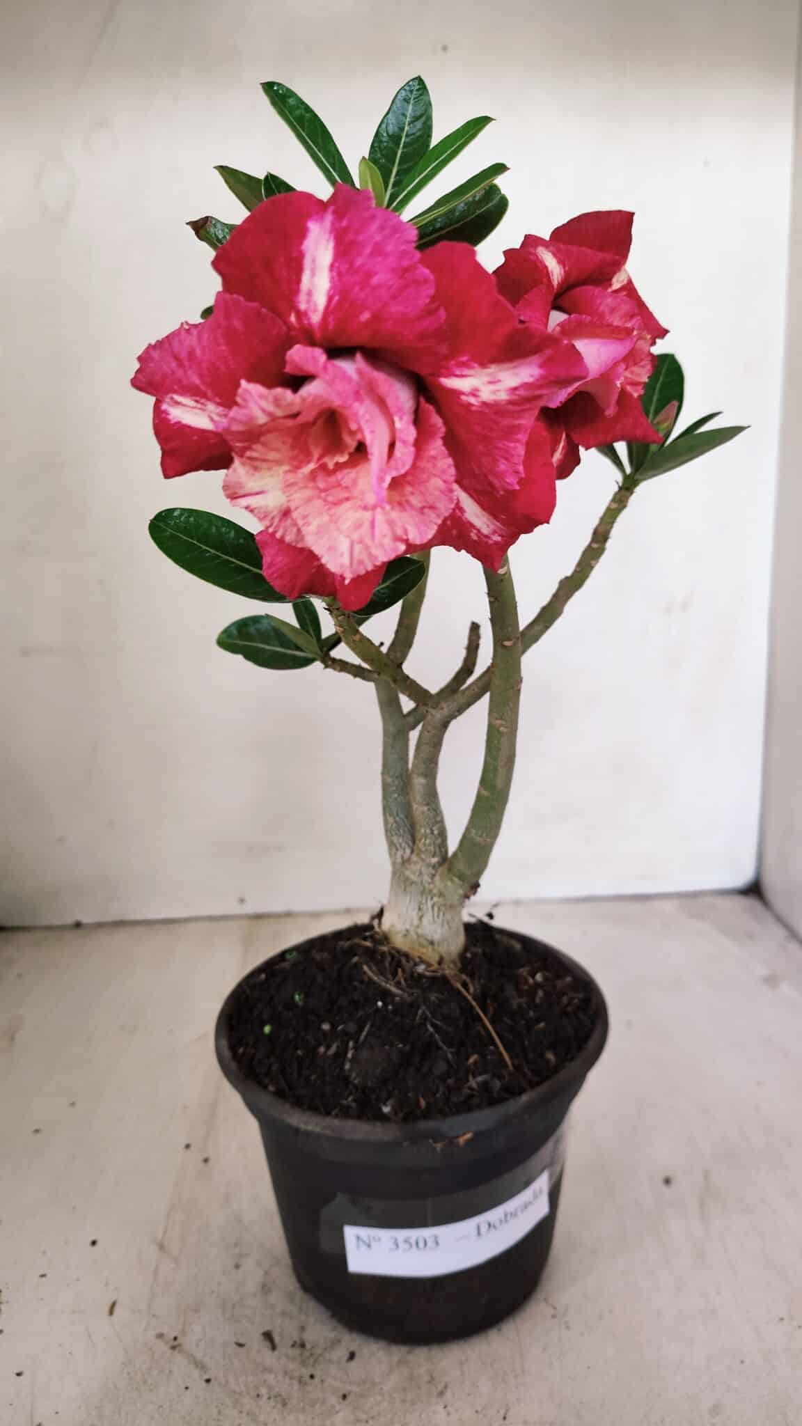 Planta Dobrada 3503 – 28cm – 02 anos - foto 3