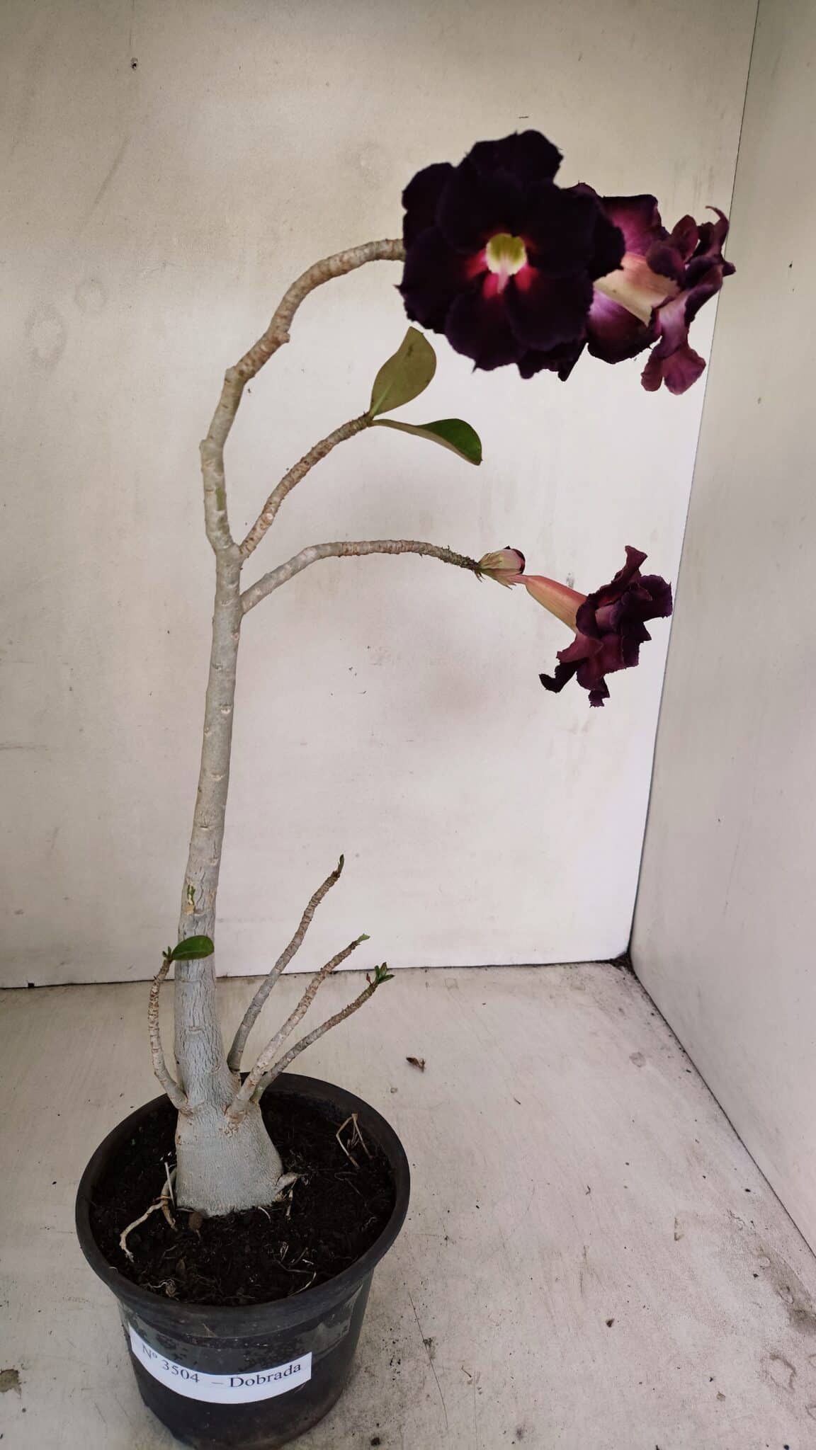 Planta Dobrada 3504 – 35cm – 03 anos - foto 2