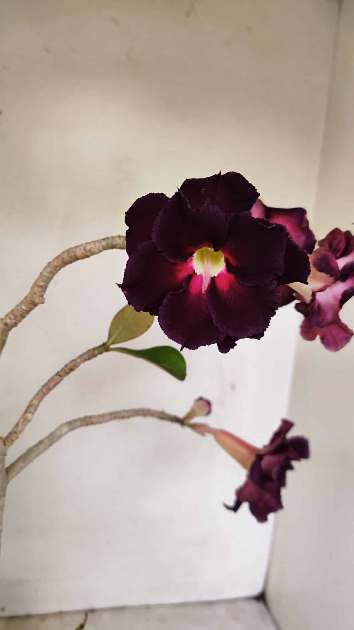 Planta Dobrada 3504 – 35cm – 03 anos - foto 3