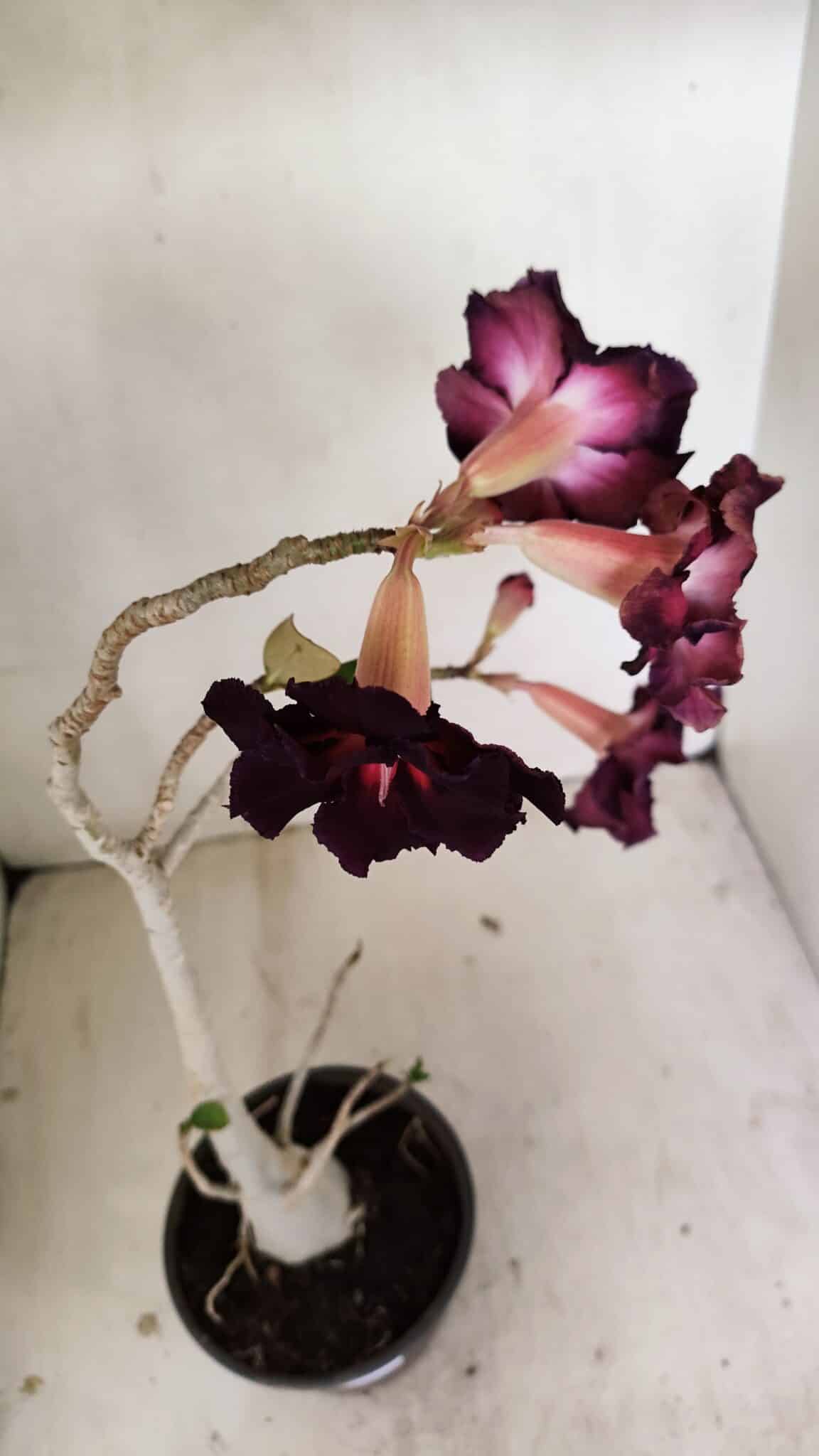 Planta Dobrada 3504 – 35cm – 03 anos - foto 4