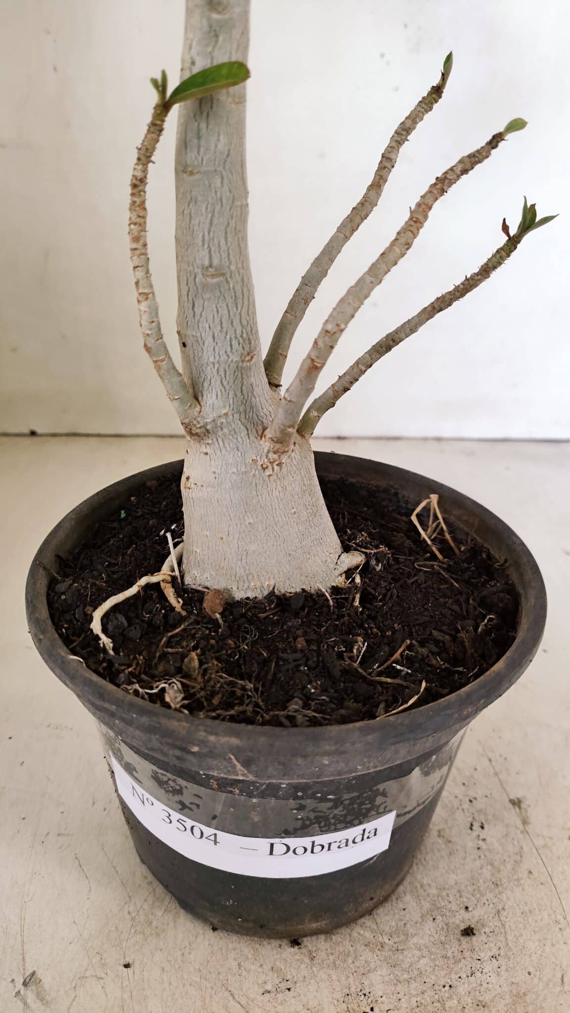 Planta Dobrada 3504 – 35cm – 03 anos - foto 6