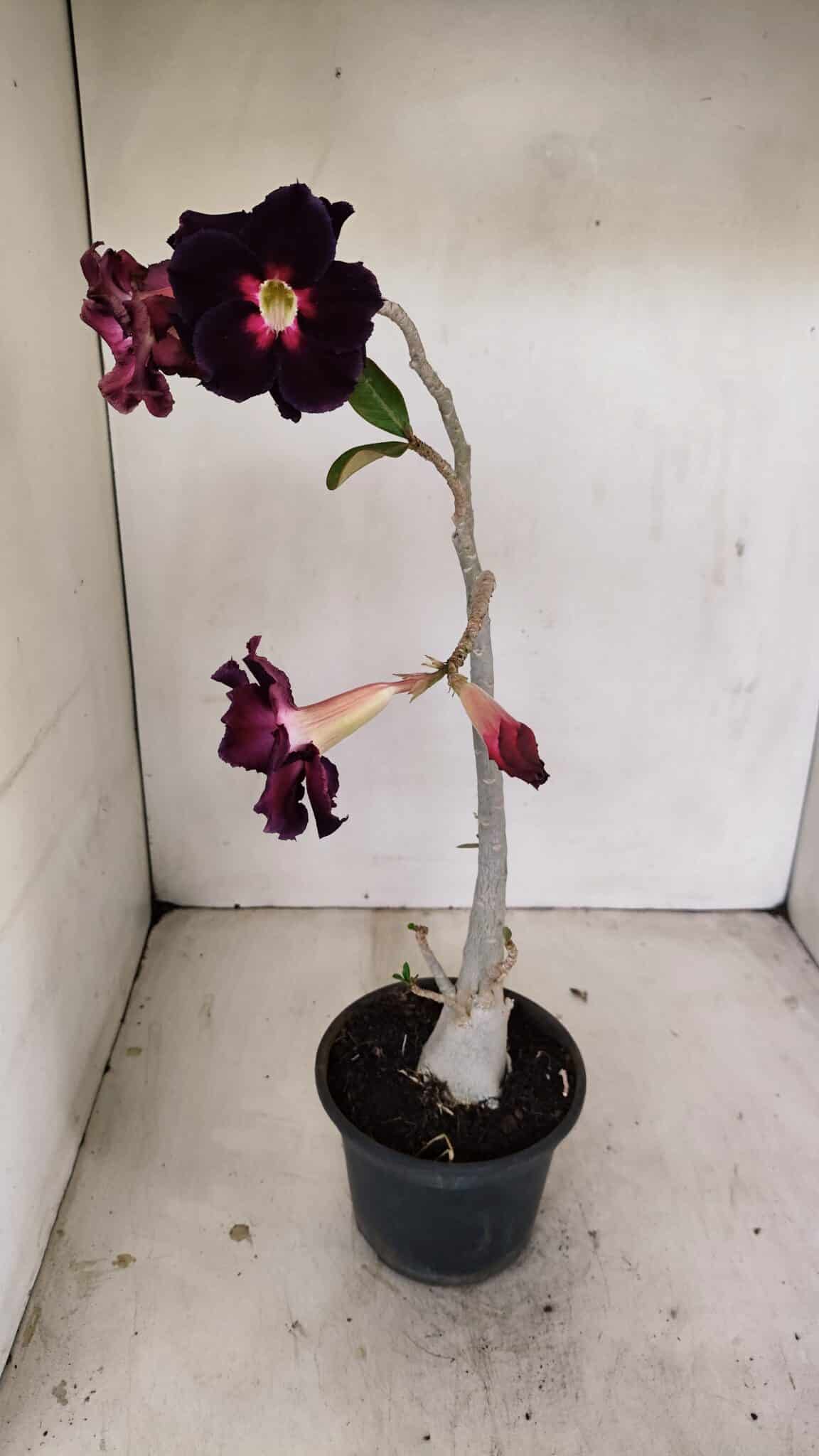 Planta Dobrada 3504 – 35cm – 03 anos - foto 5
