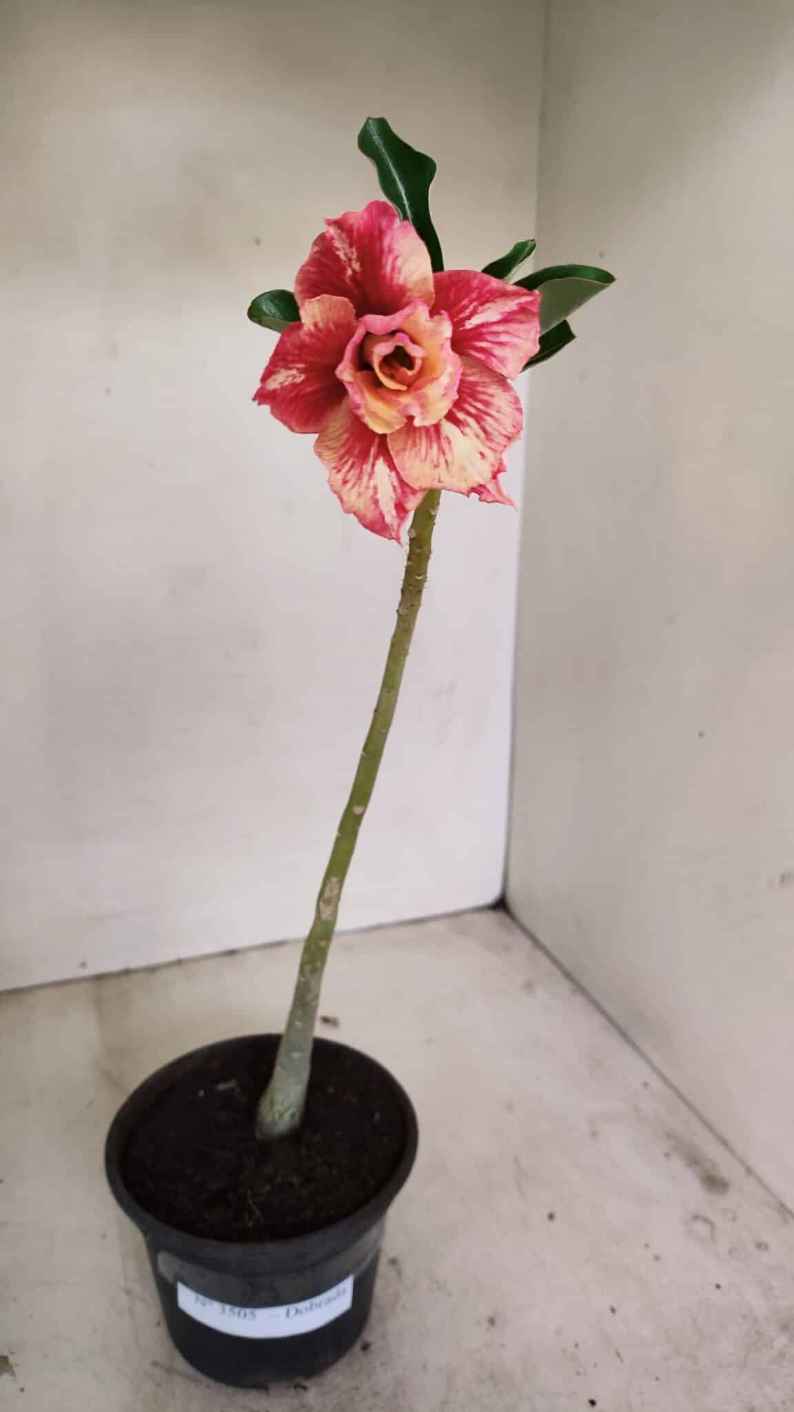 Planta Dobrada 3505 – 30cm – 02 anos - foto 2