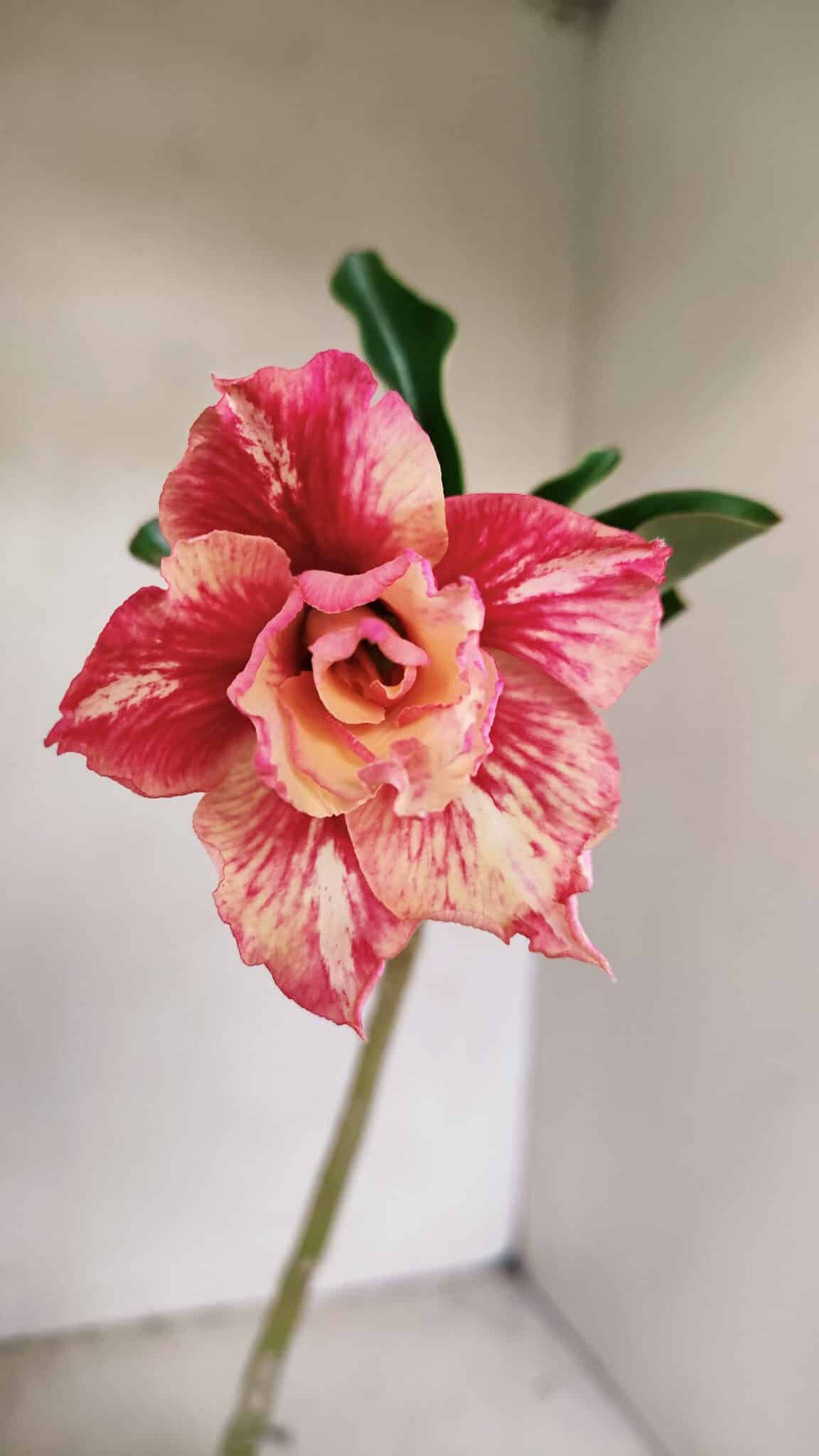 Planta Dobrada 3505 – 30cm – 02 anos - foto 3