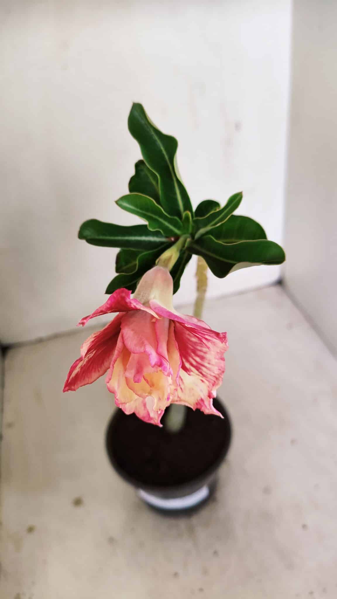 Planta Dobrada 3505 – 30cm – 02 anos - foto 4