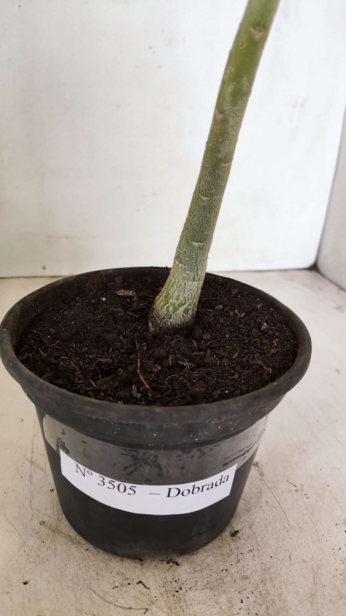 Planta Dobrada 3505 – 30cm – 02 anos - foto 6