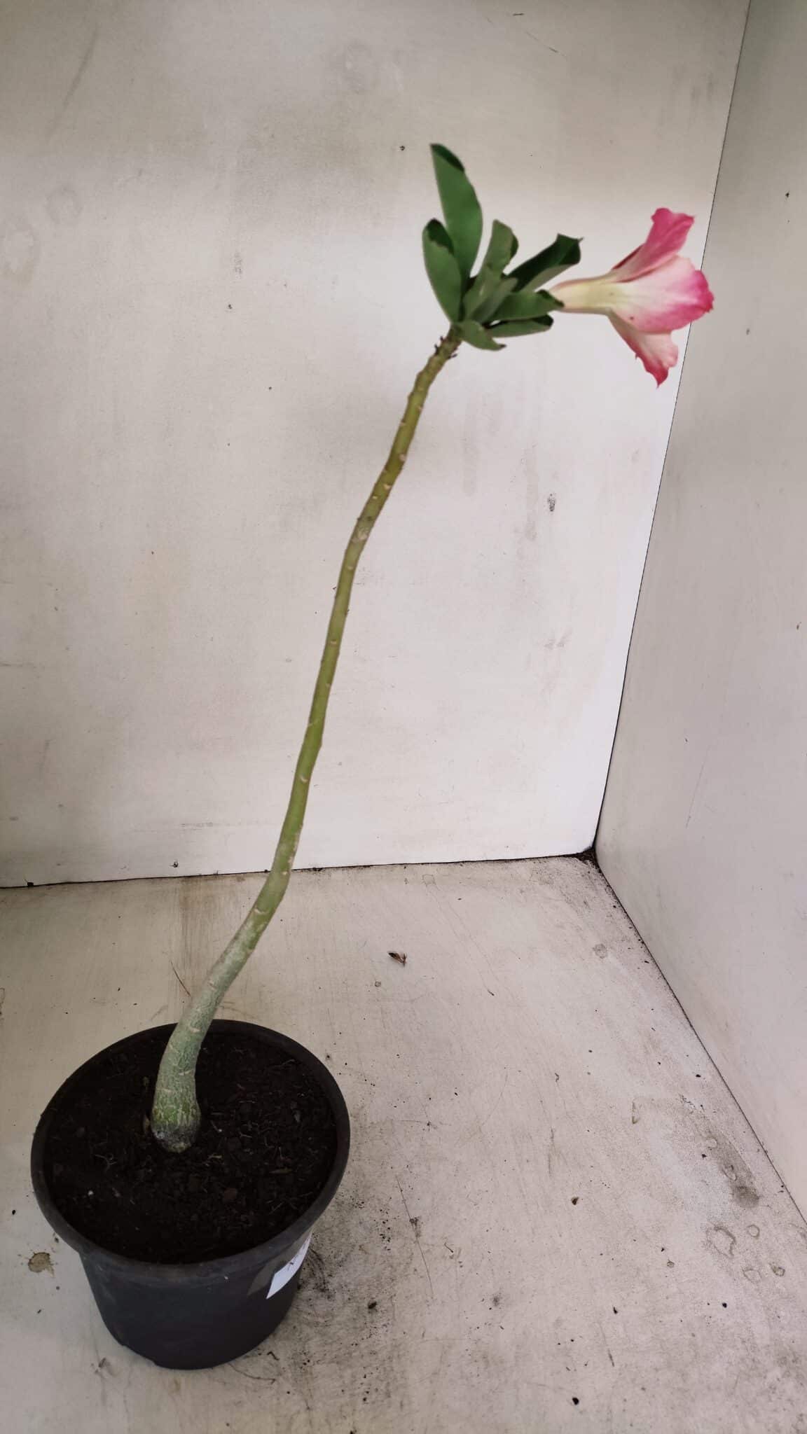 Planta Dobrada 3505 – 30cm – 02 anos - foto 5