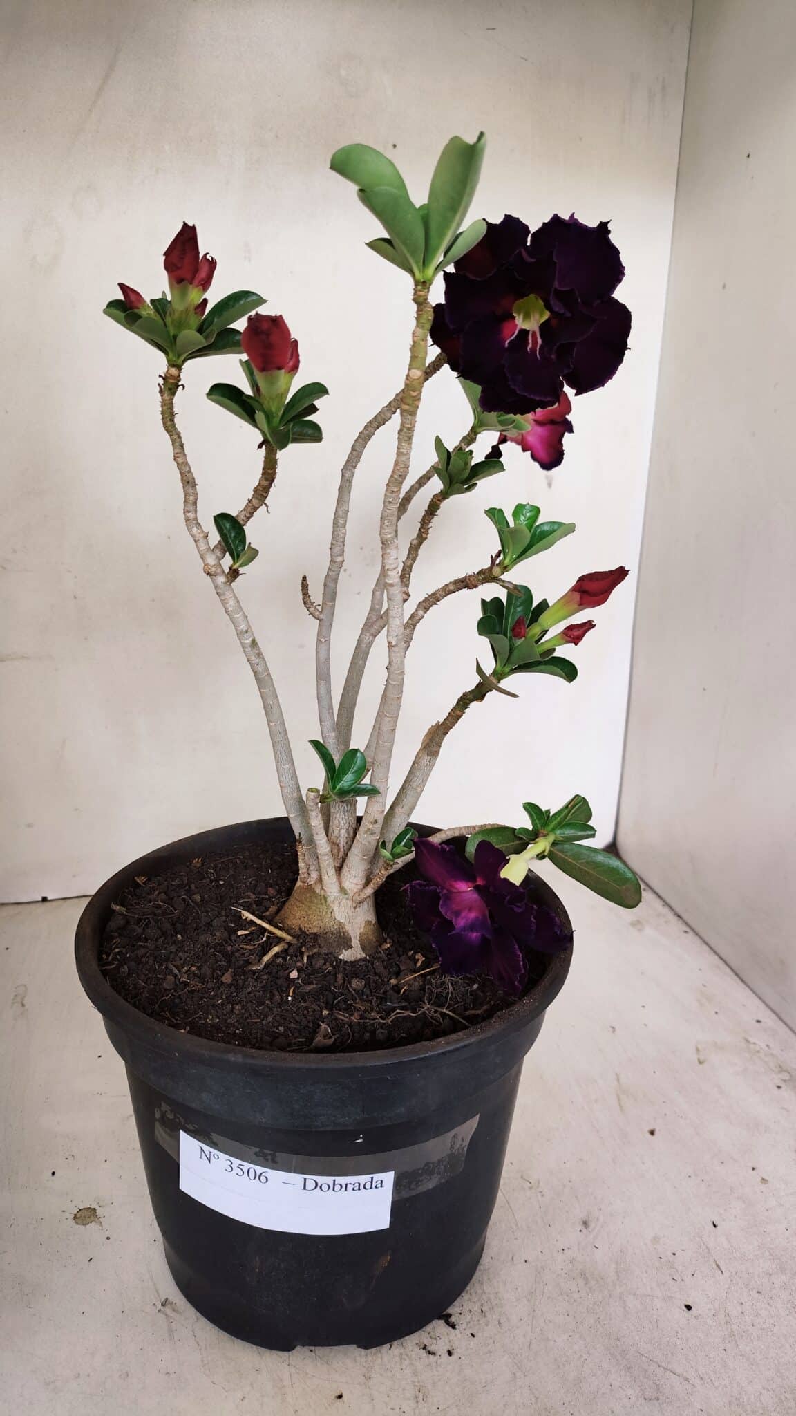 Planta Dobrada 3506 – 35cm – 03 anos - foto 2