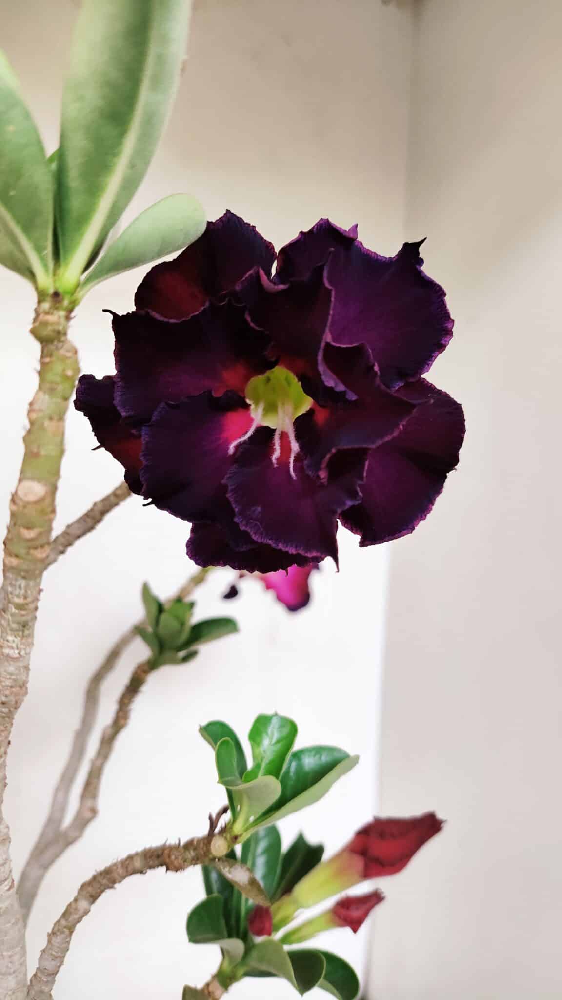 Planta Dobrada 3506 – 35cm – 03 anos - foto 3