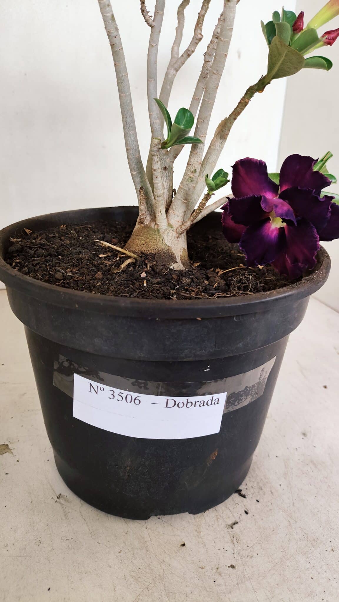 Planta Dobrada 3506 – 35cm – 03 anos - foto 5