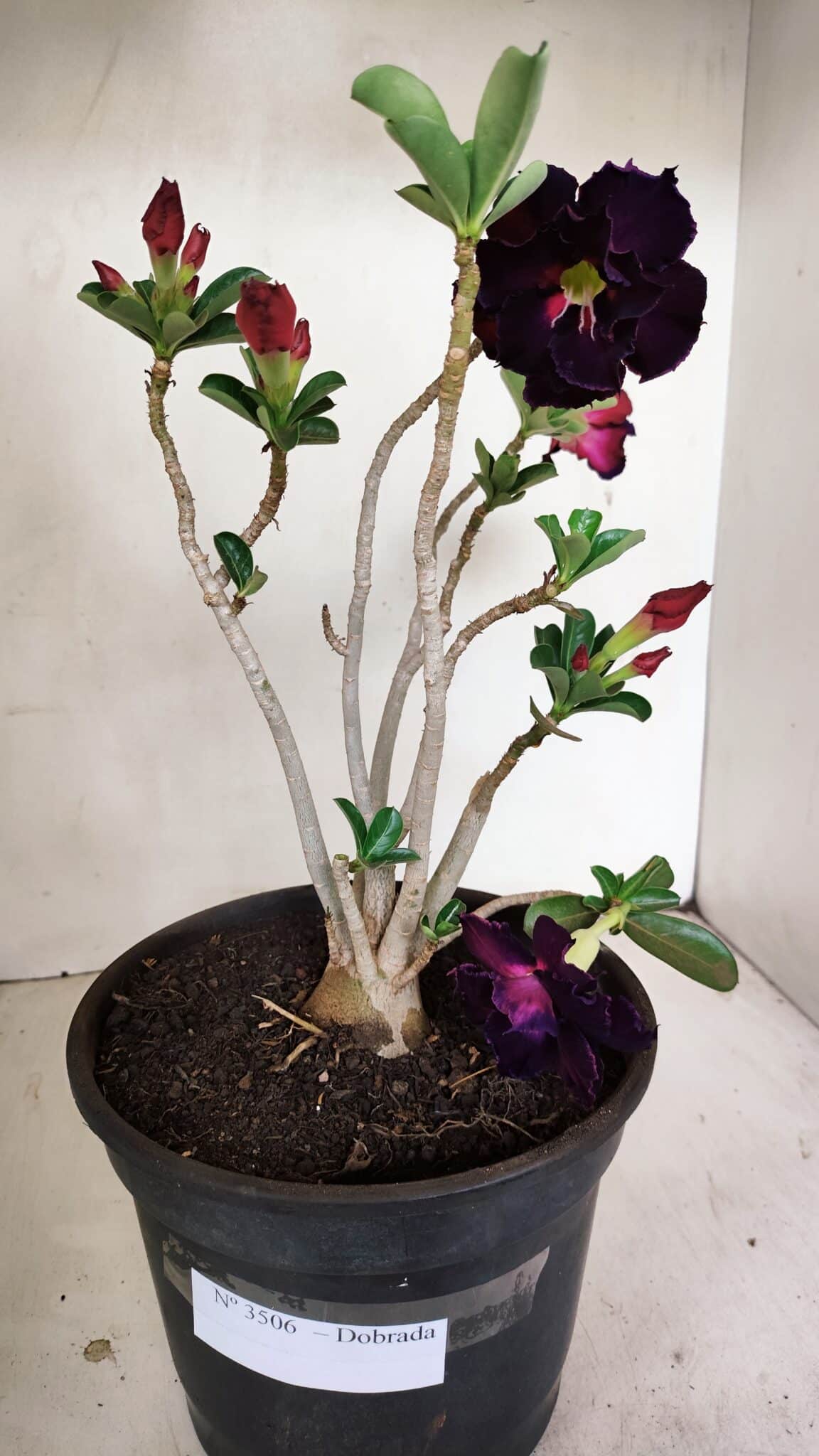 Planta Dobrada 3506 – 35cm – 03 anos - foto 7