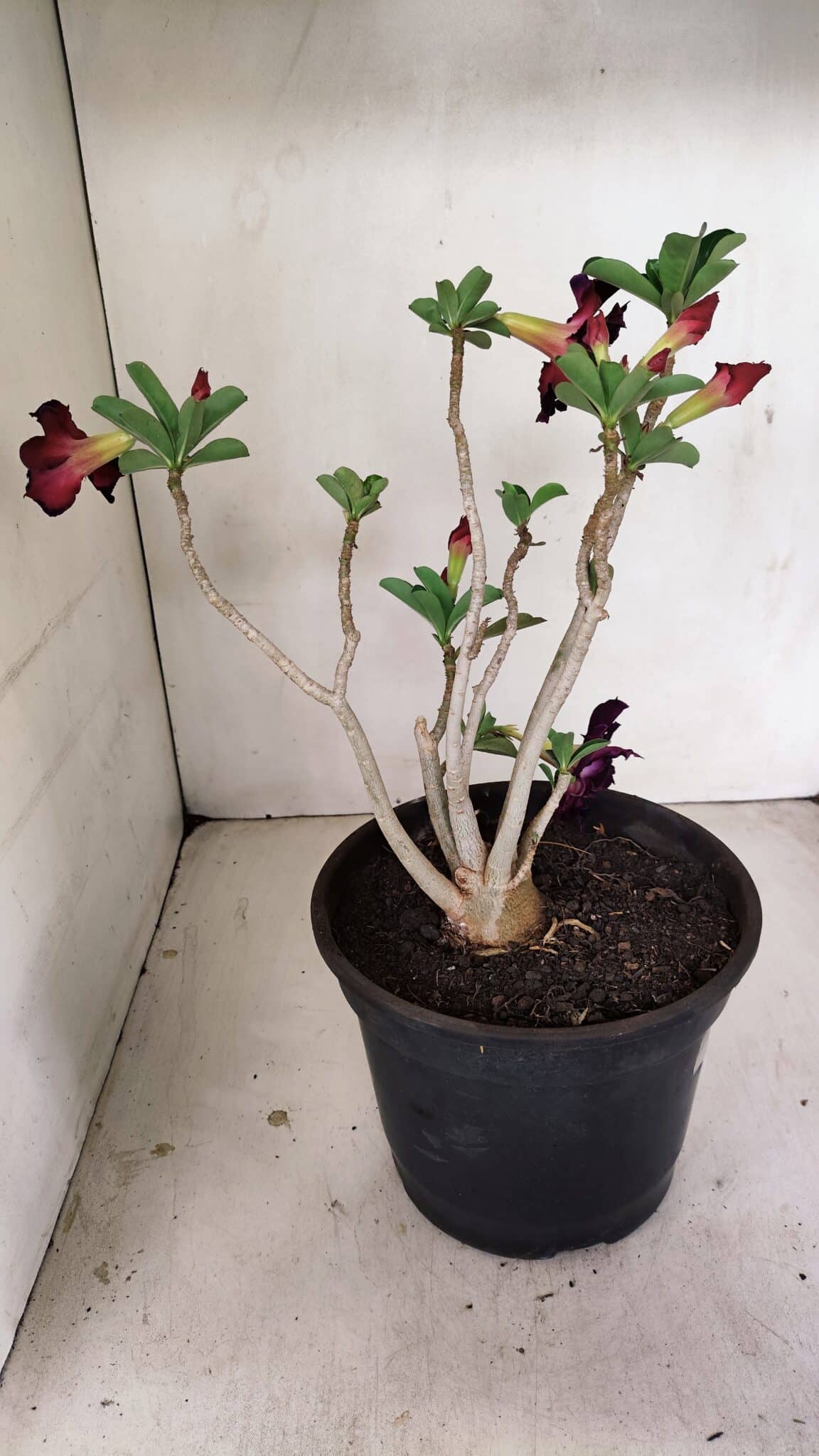 Planta Dobrada 3506 – 35cm – 03 anos - foto 6