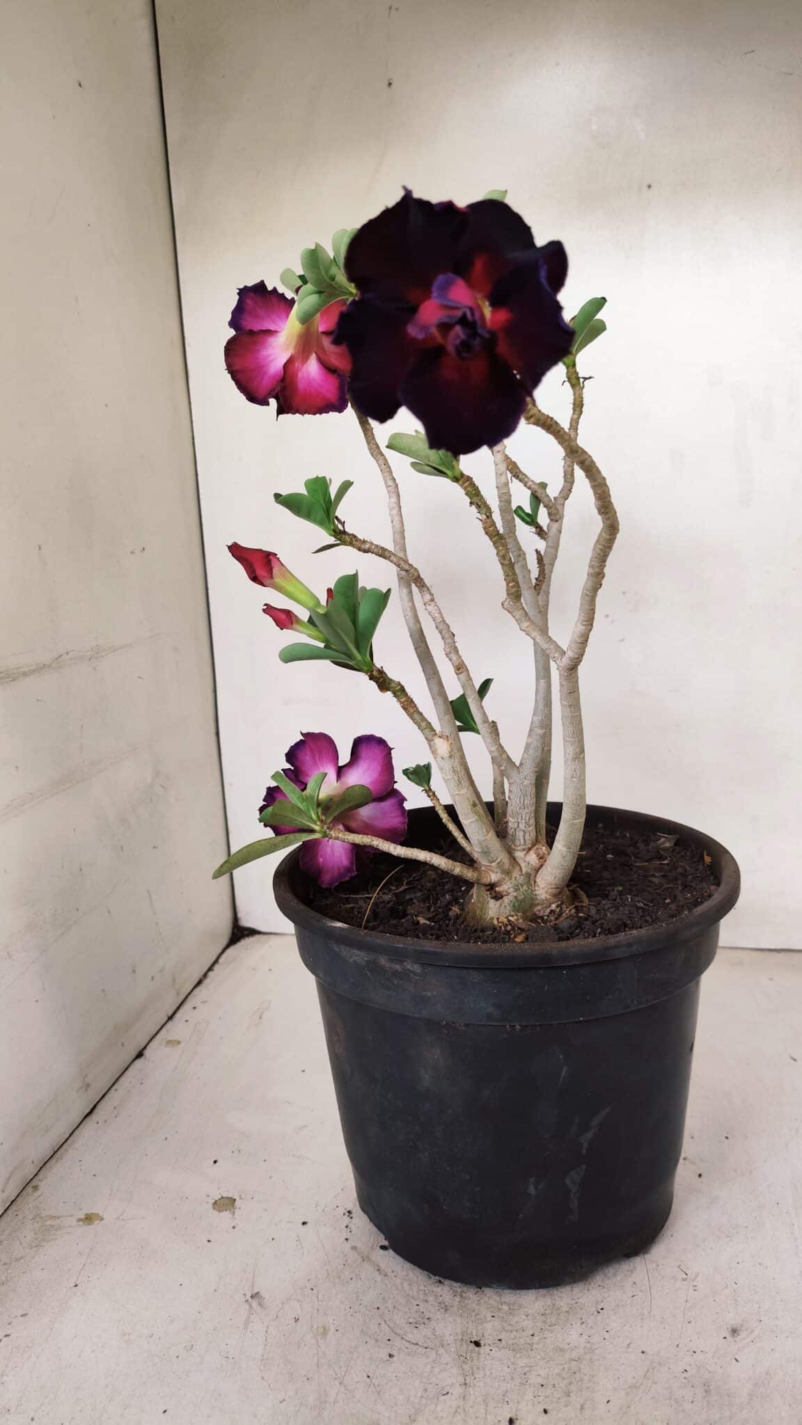 Planta Dobrada 3506 – 35cm – 03 anos - foto 4