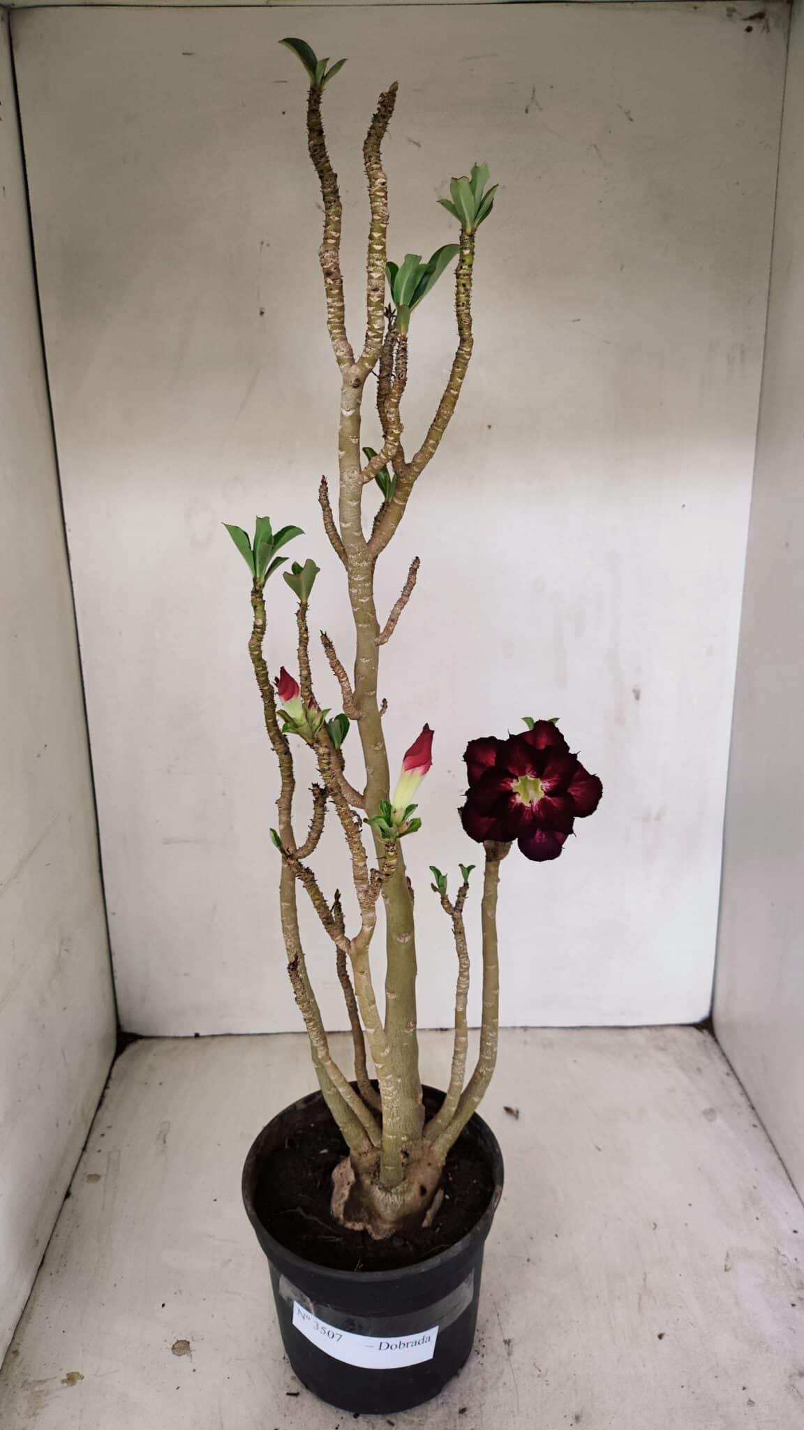 Planta Dobrada 3507 – 40cm – 03 anos - foto 2