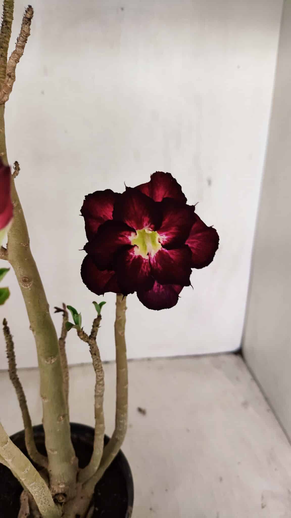 Planta Dobrada 3507 – 40cm – 03 anos - foto 3