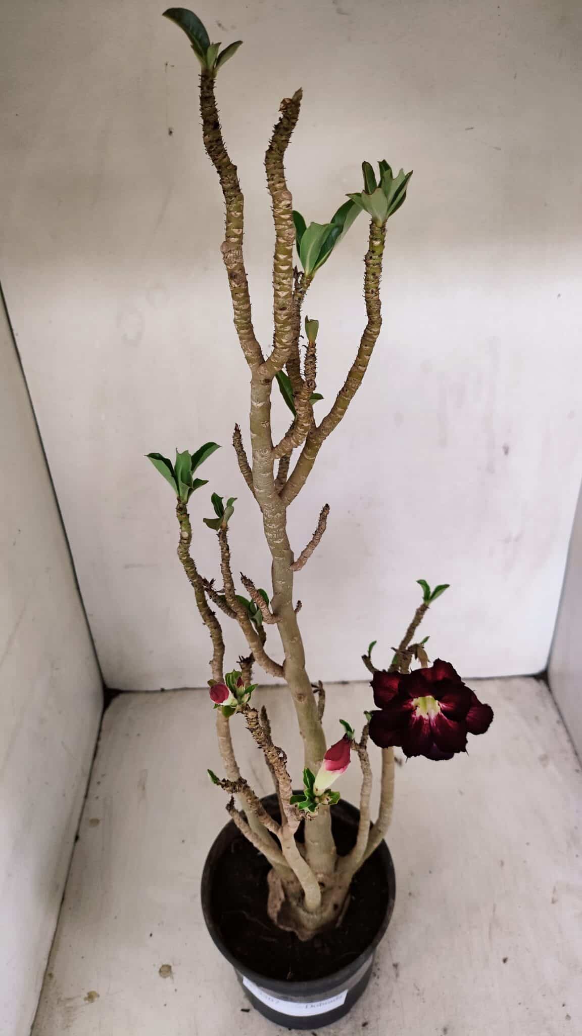 Planta Dobrada 3507 – 40cm – 03 anos - foto 7