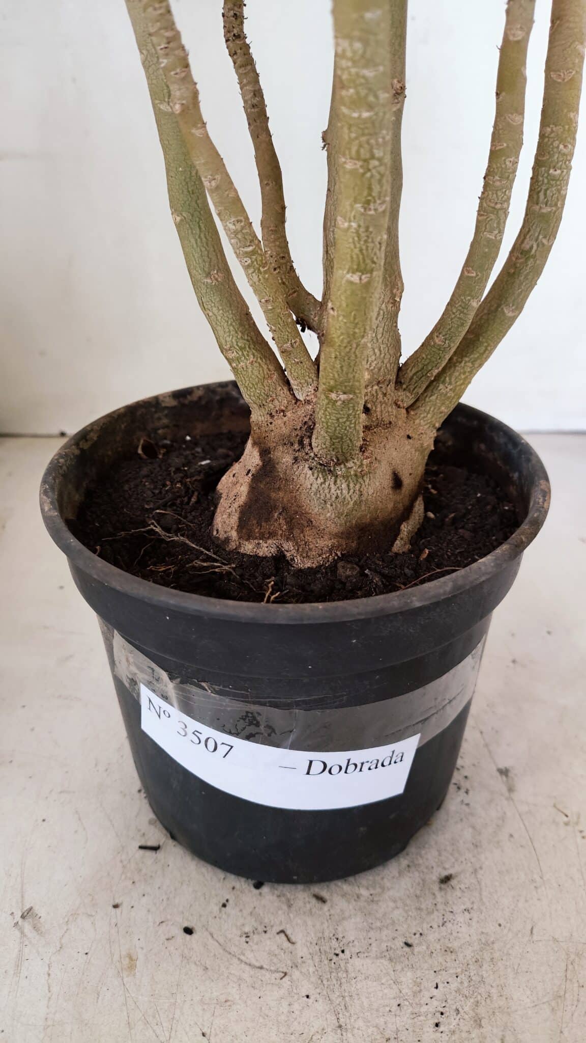 Planta Dobrada 3507 – 40cm – 03 anos - foto 6