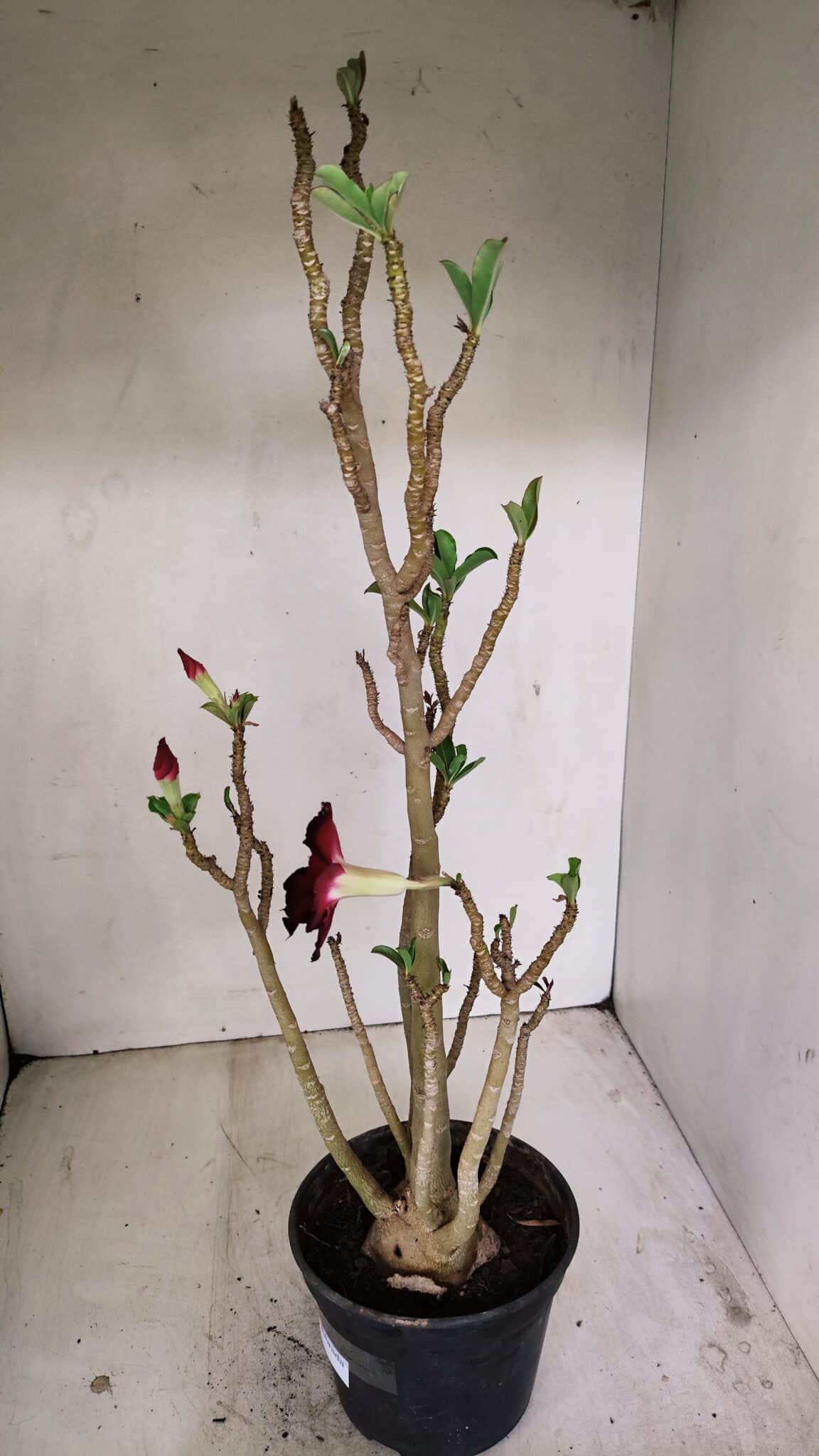Planta Dobrada 3507 – 40cm – 03 anos - foto 5