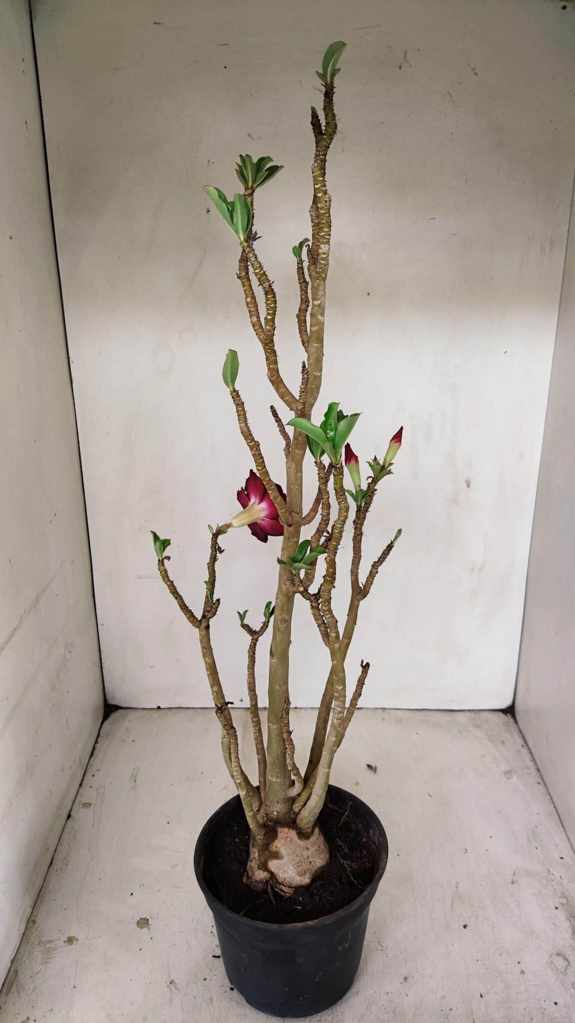 Planta Dobrada 3507 – 40cm – 03 anos - foto 4
