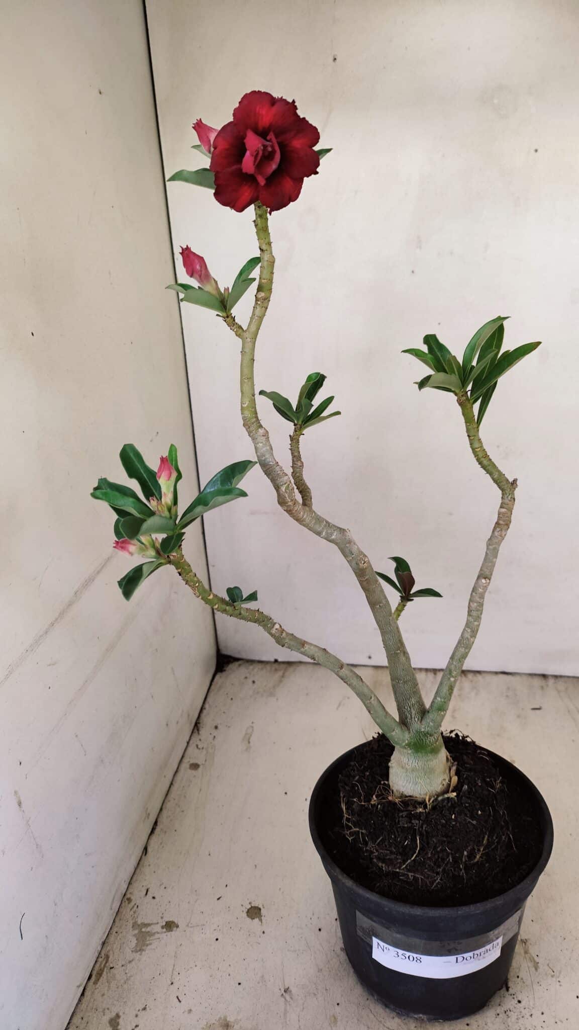 Planta Dobrada 3508 – 35cm – 03 anos - foto 2