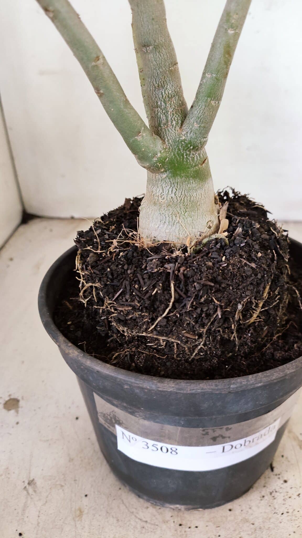 Planta Dobrada 3508 – 35cm – 03 anos - foto 7