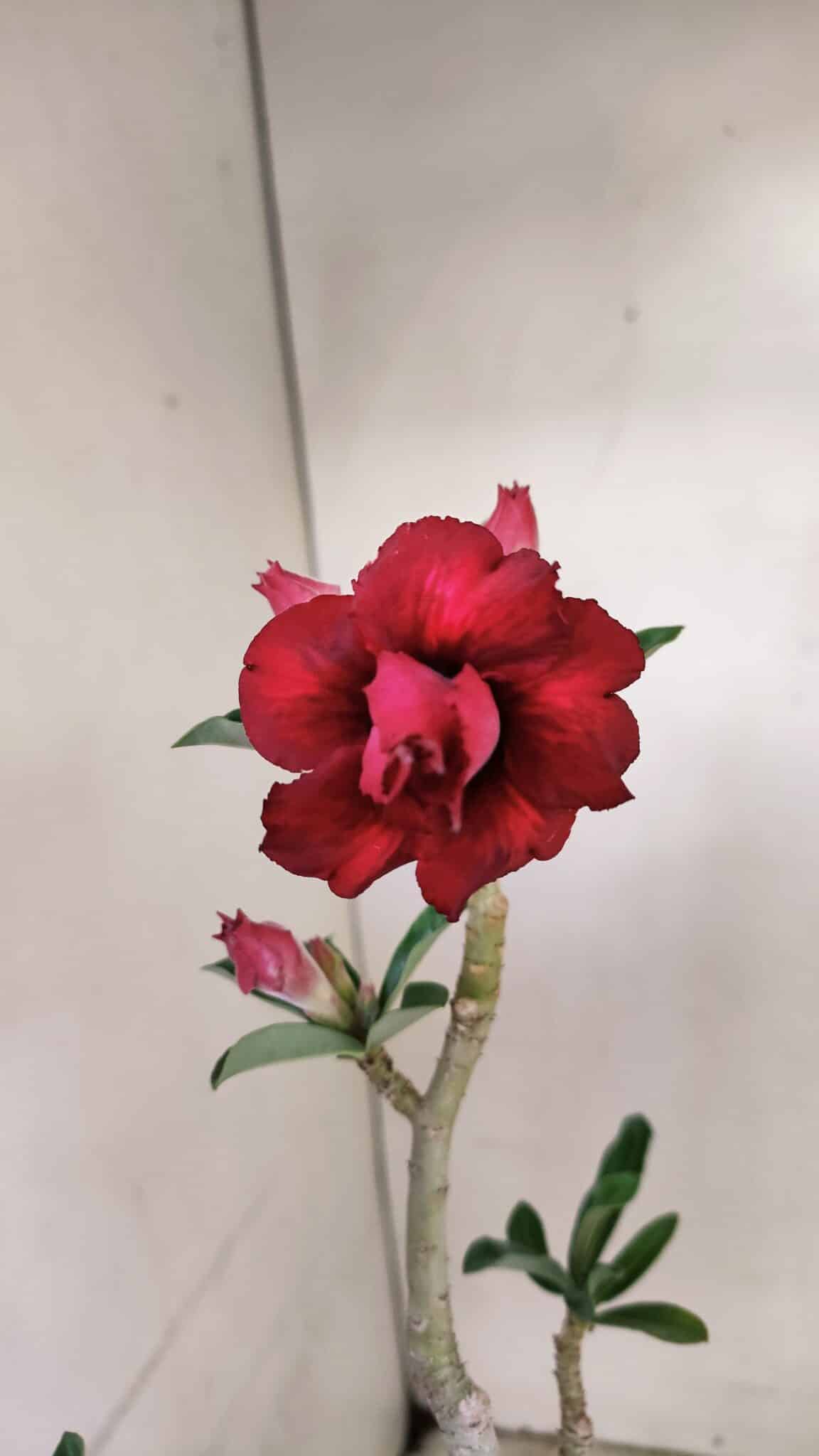 Planta Dobrada 3508 – 35cm – 03 anos - foto 4