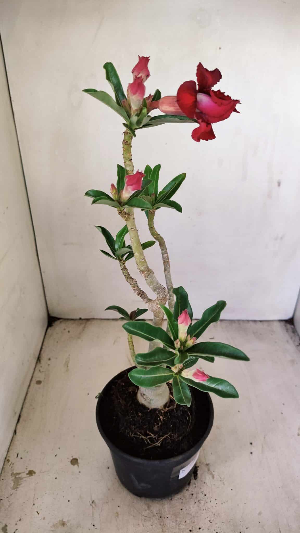 Planta Dobrada 3508 – 35cm – 03 anos - foto 6