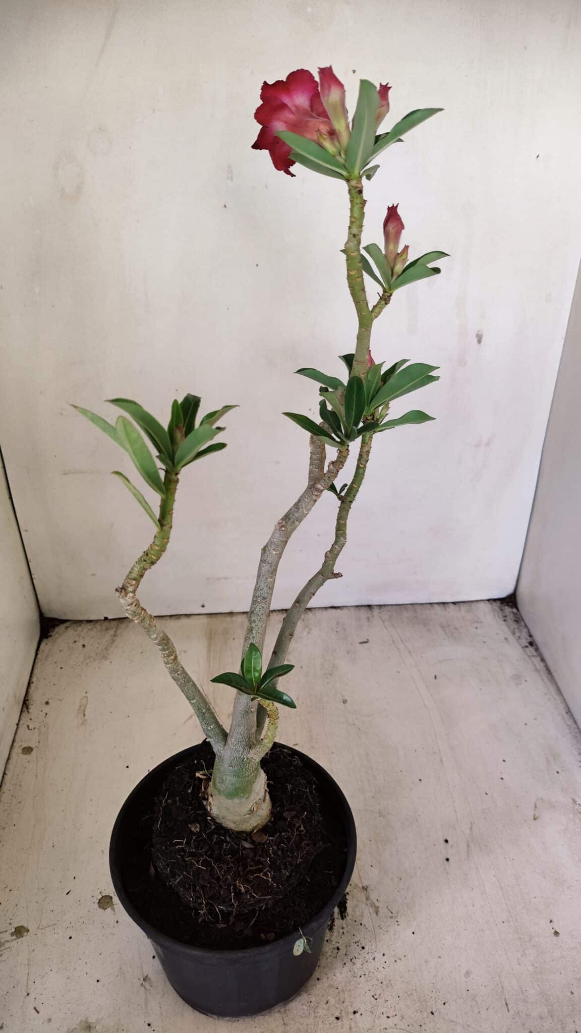 Planta Dobrada 3508 – 35cm – 03 anos - foto 5