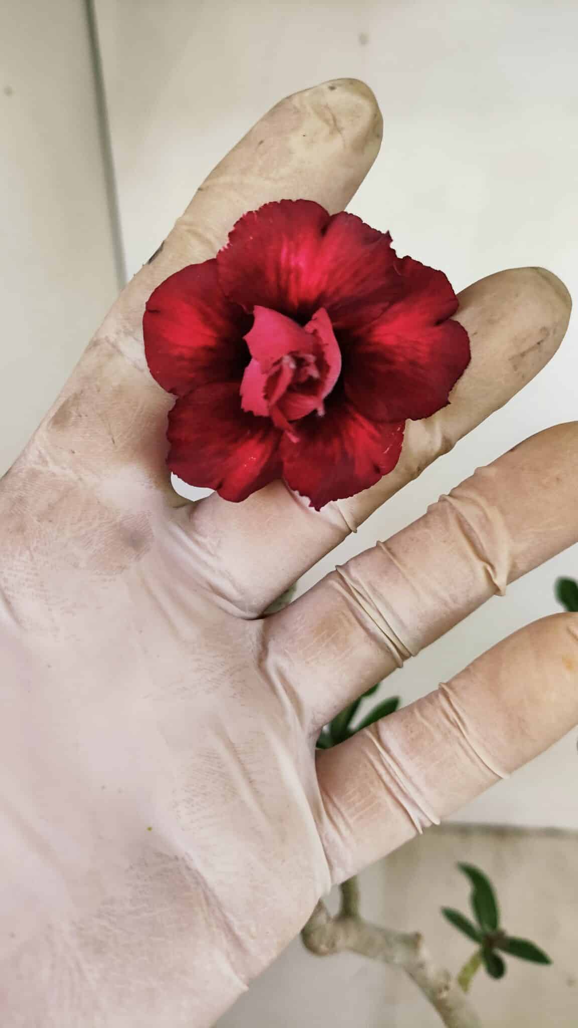 Planta Dobrada 3508 – 35cm – 03 anos - foto 3