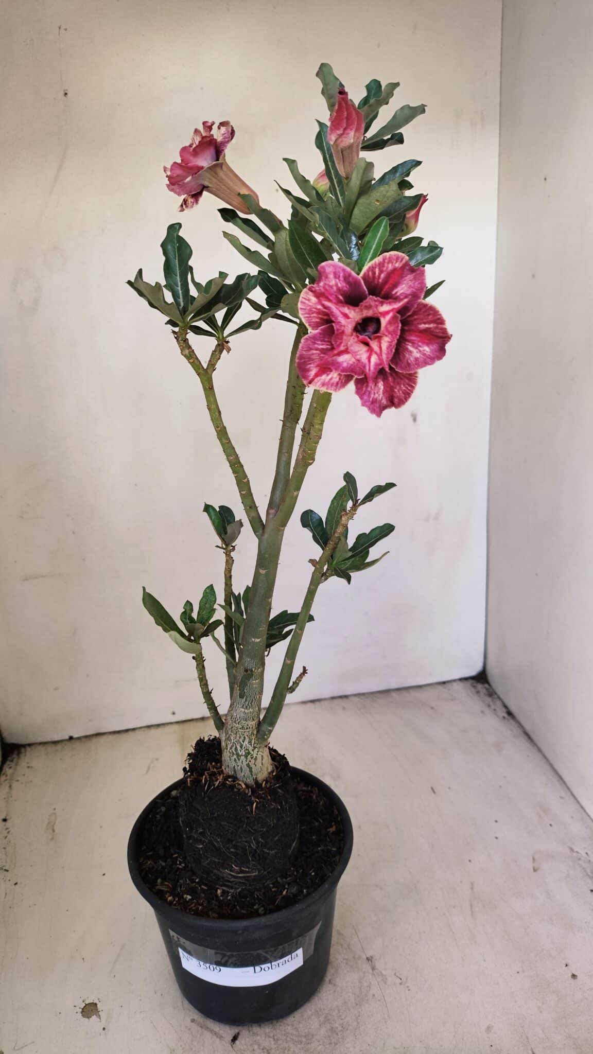 Planta Dobrada 3509 – 35cm – 03 anos - foto 2