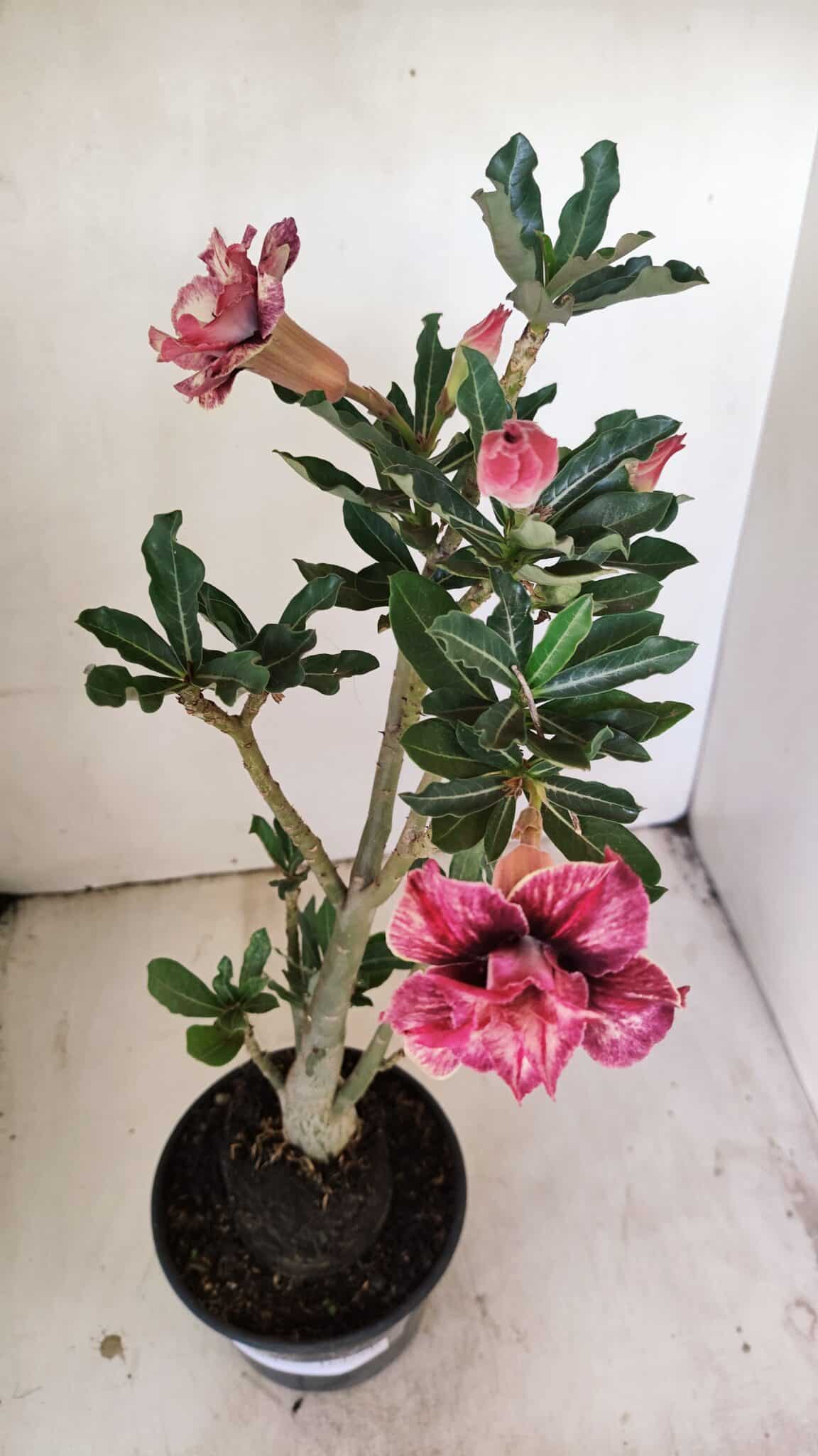 Planta Dobrada 3509 – 35cm – 03 anos - foto 4