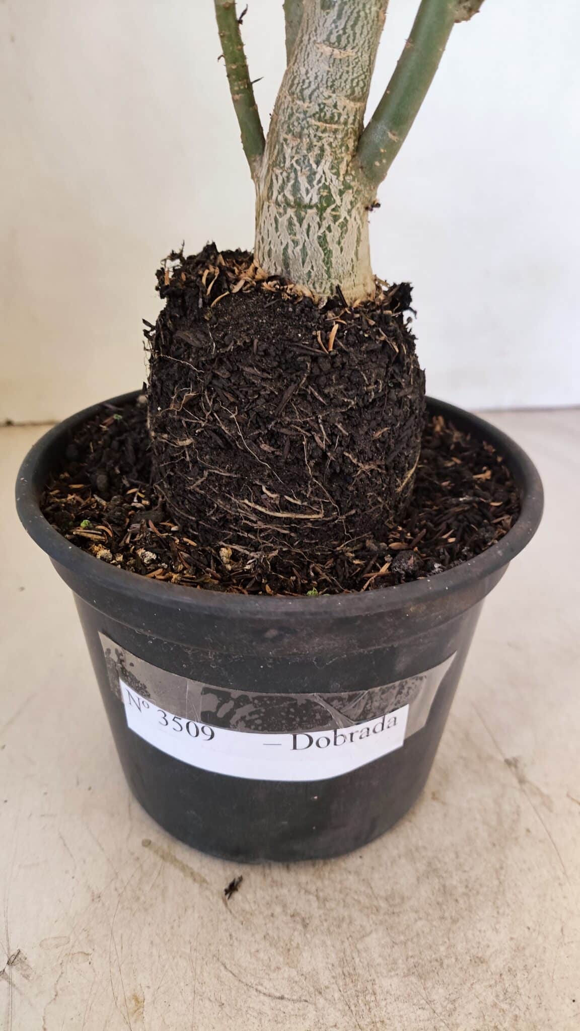 Planta Dobrada 3509 – 35cm – 03 anos - foto 7