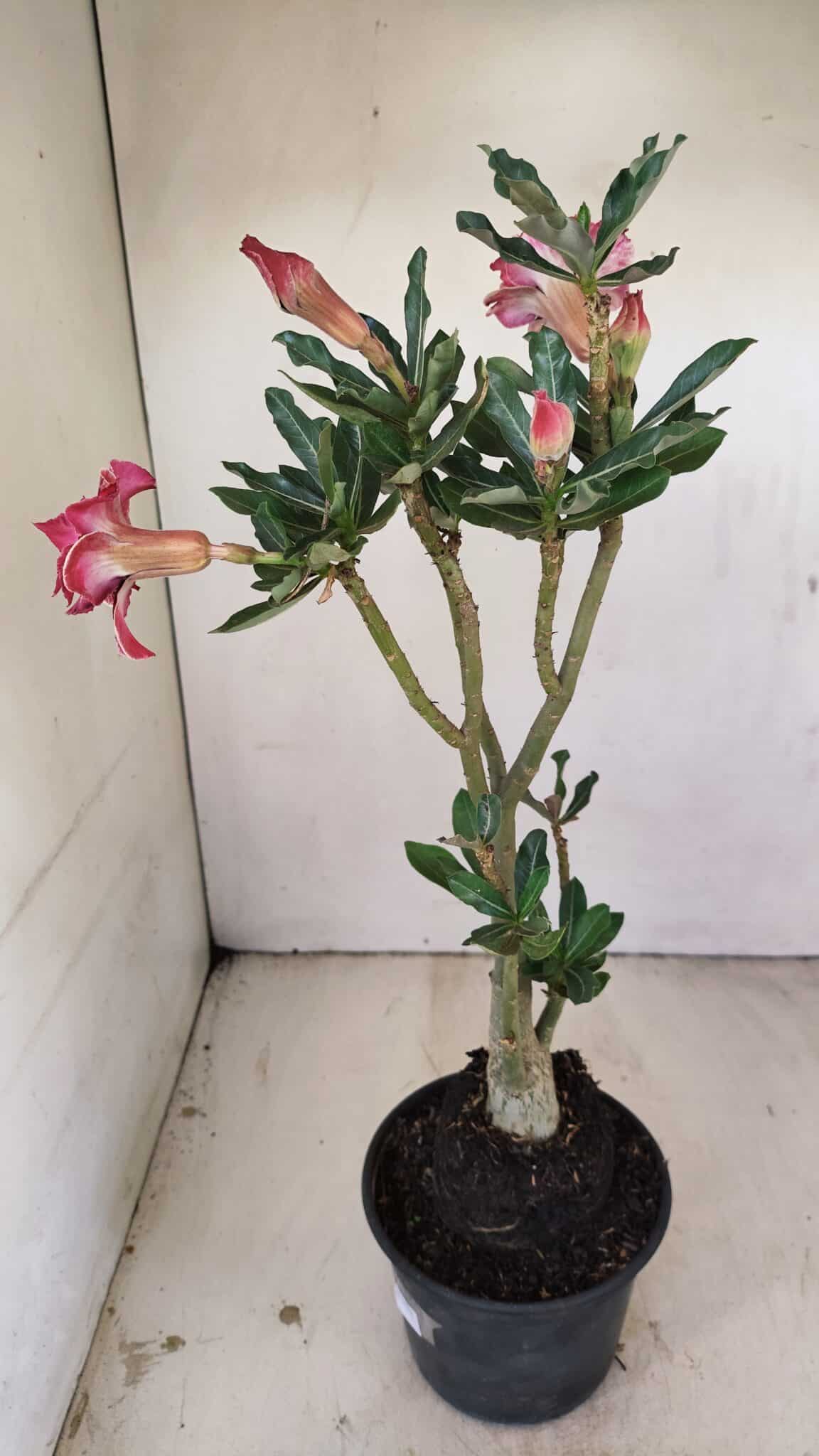 Planta Dobrada 3509 – 35cm – 03 anos - foto 6