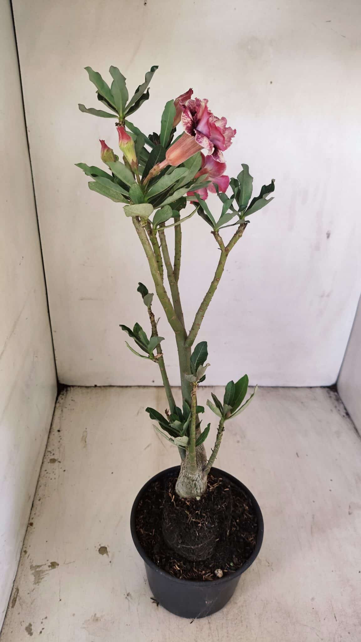 Planta Dobrada 3509 – 35cm – 03 anos - foto 5