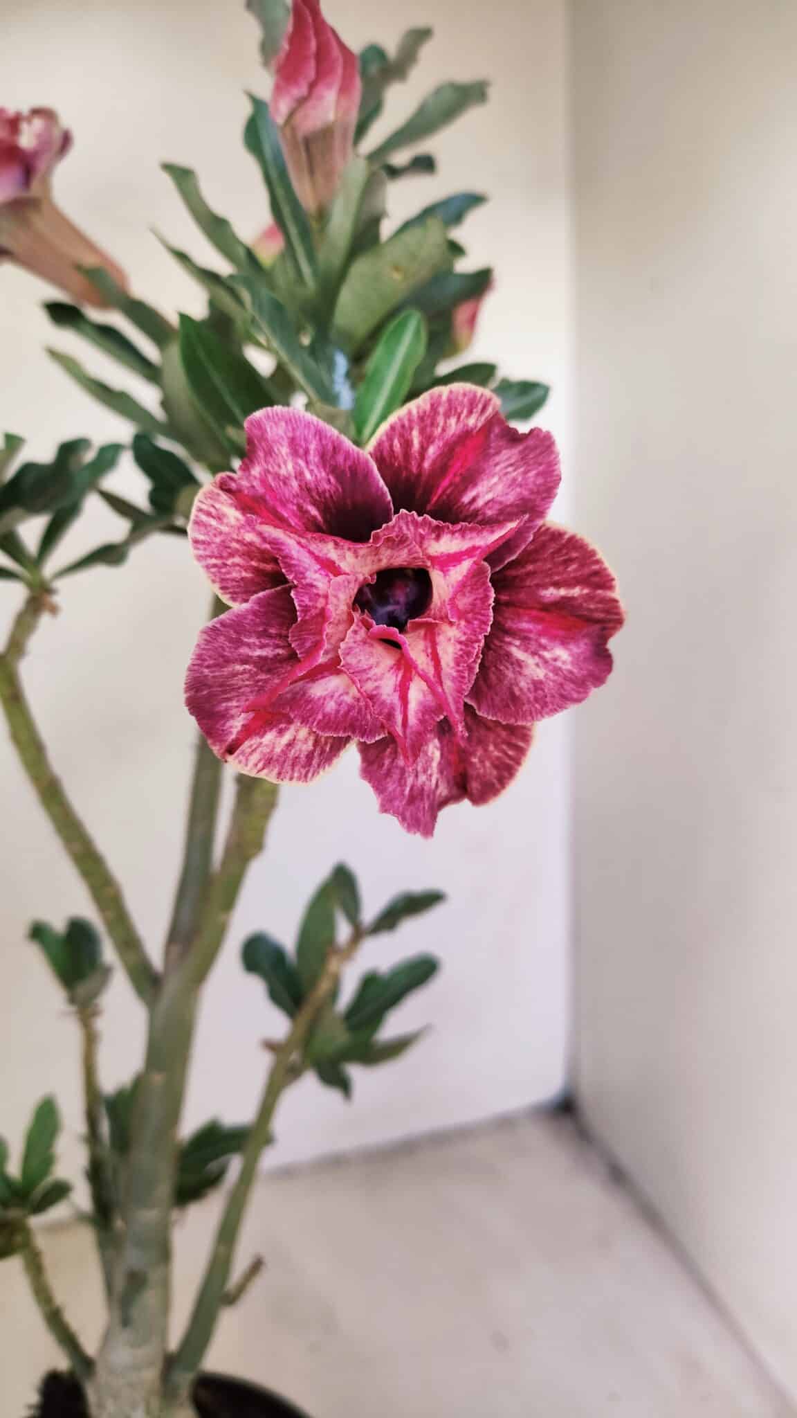 Planta Dobrada 3509 – 35cm – 03 anos - foto 3