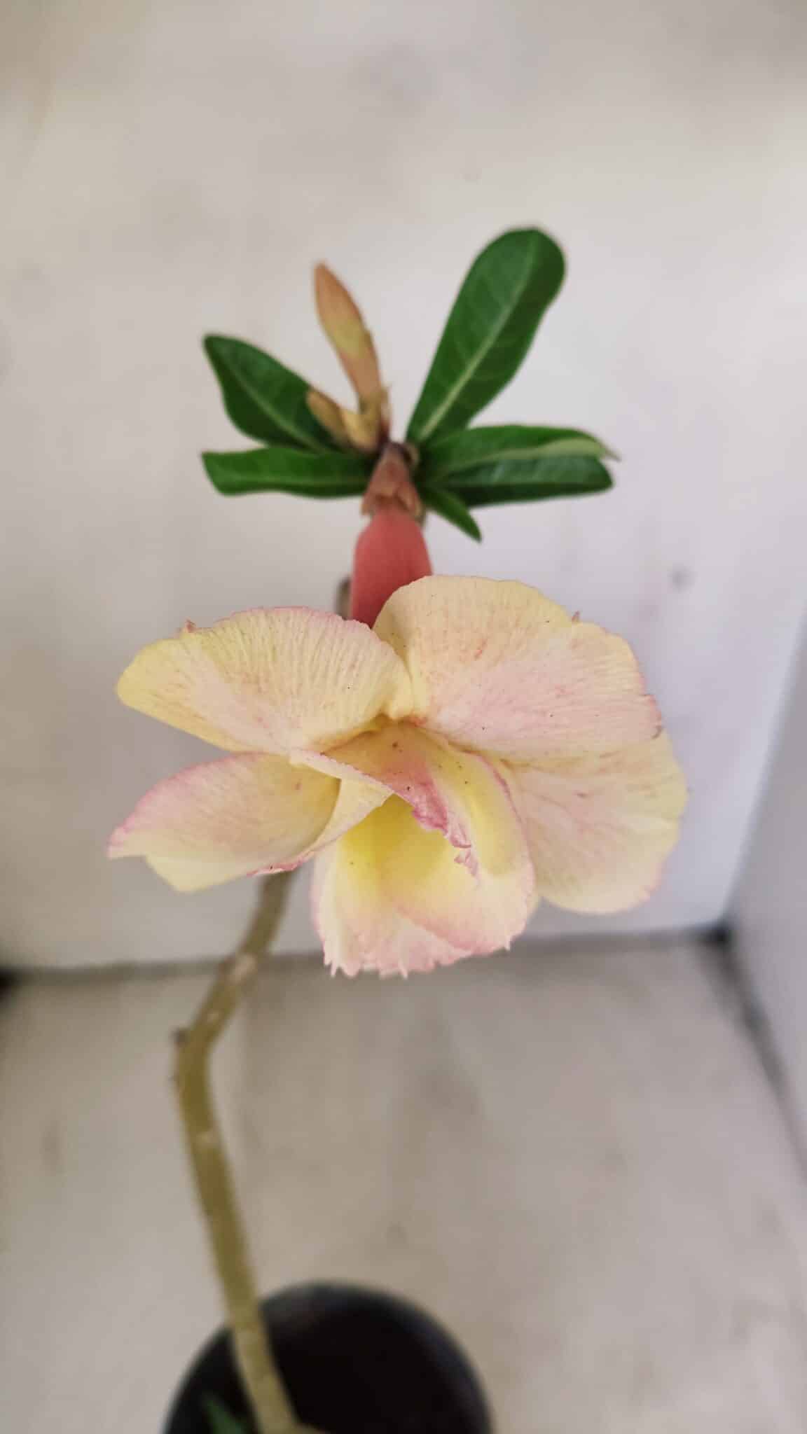 Planta Dobrada 3510 – 35cm – 03 anos - foto 4