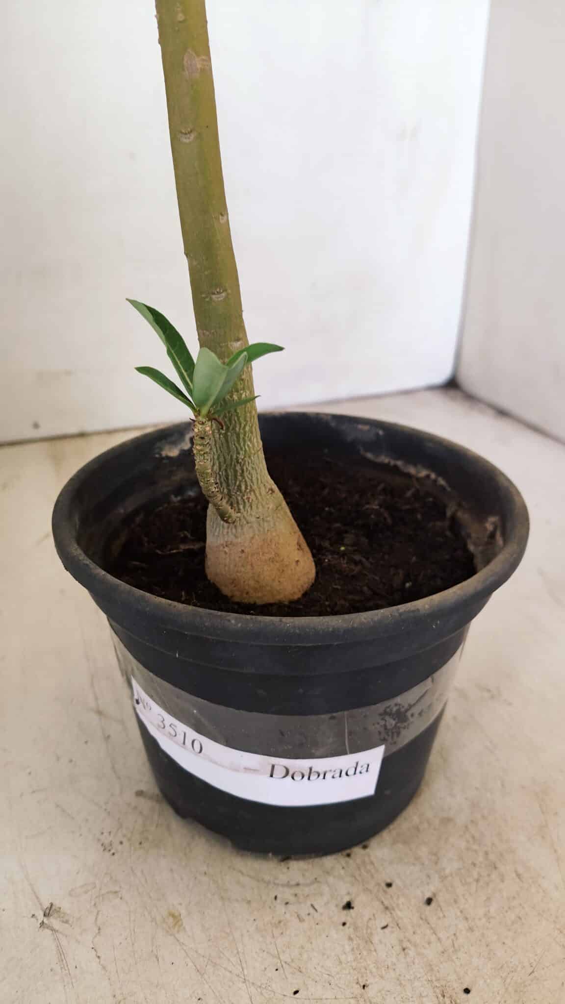Planta Dobrada 3510 – 35cm – 03 anos - foto 6